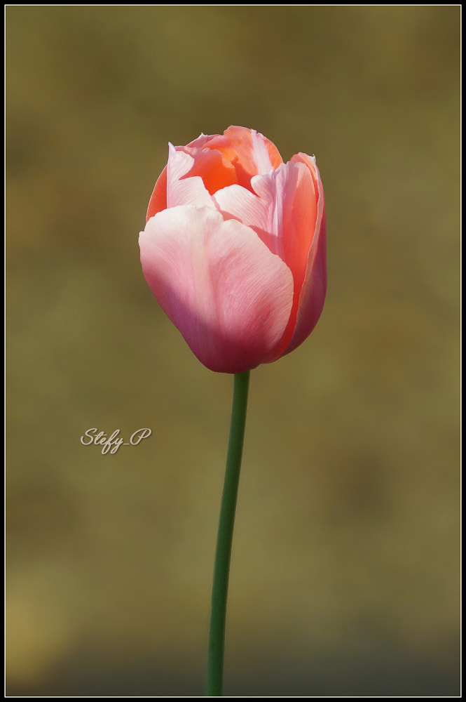 Sony DT 18-200mm F3.5-6.3 sample photo. Minimalism desire photography