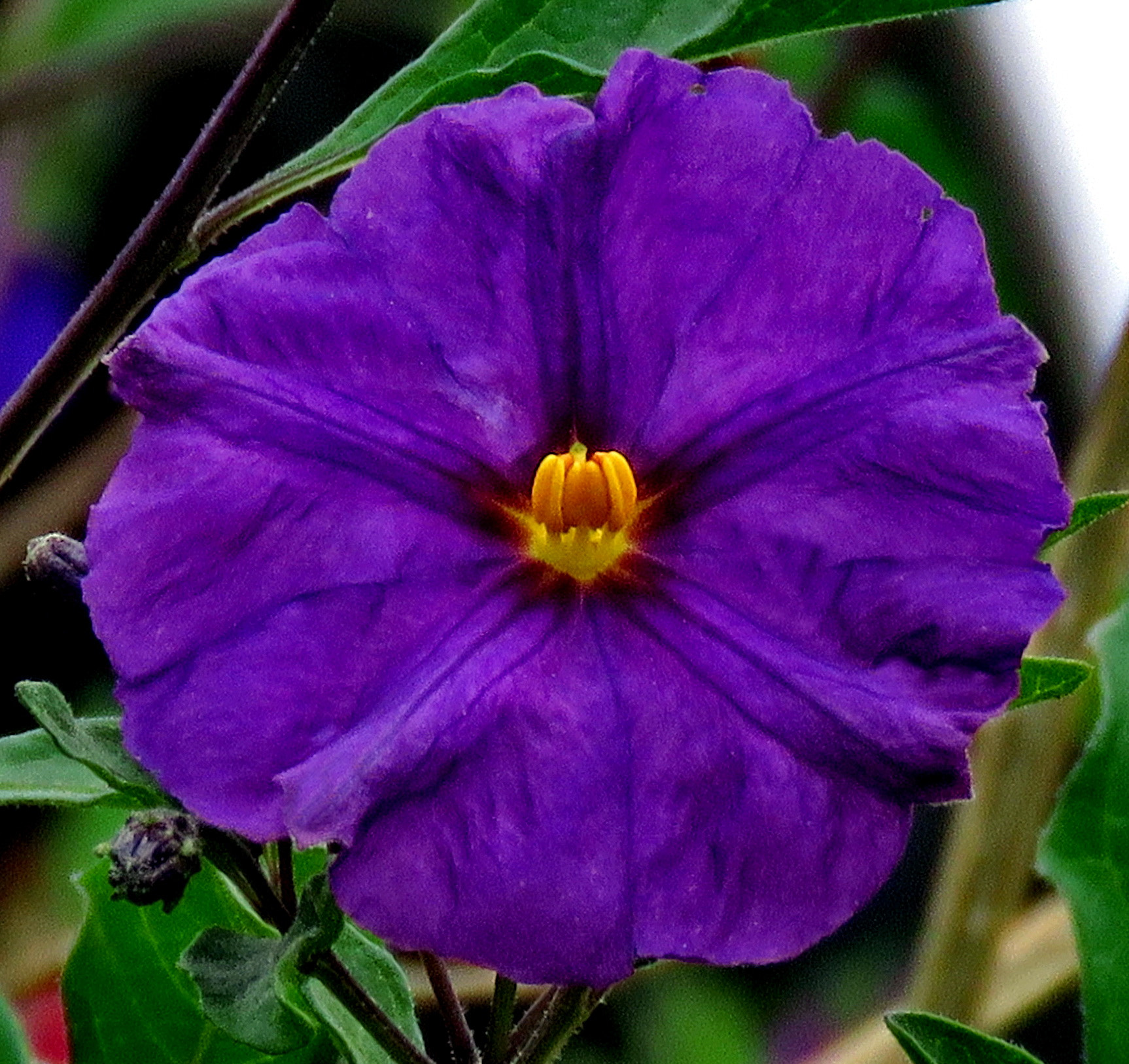 Canon PowerShot SX60 HS + 3.8 - 247.0 mm sample photo. A blue flower in the garden photography