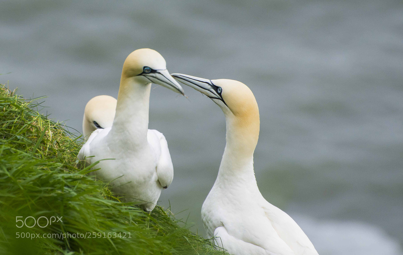 Nikon D7200 sample photo. Careful with that beak photography