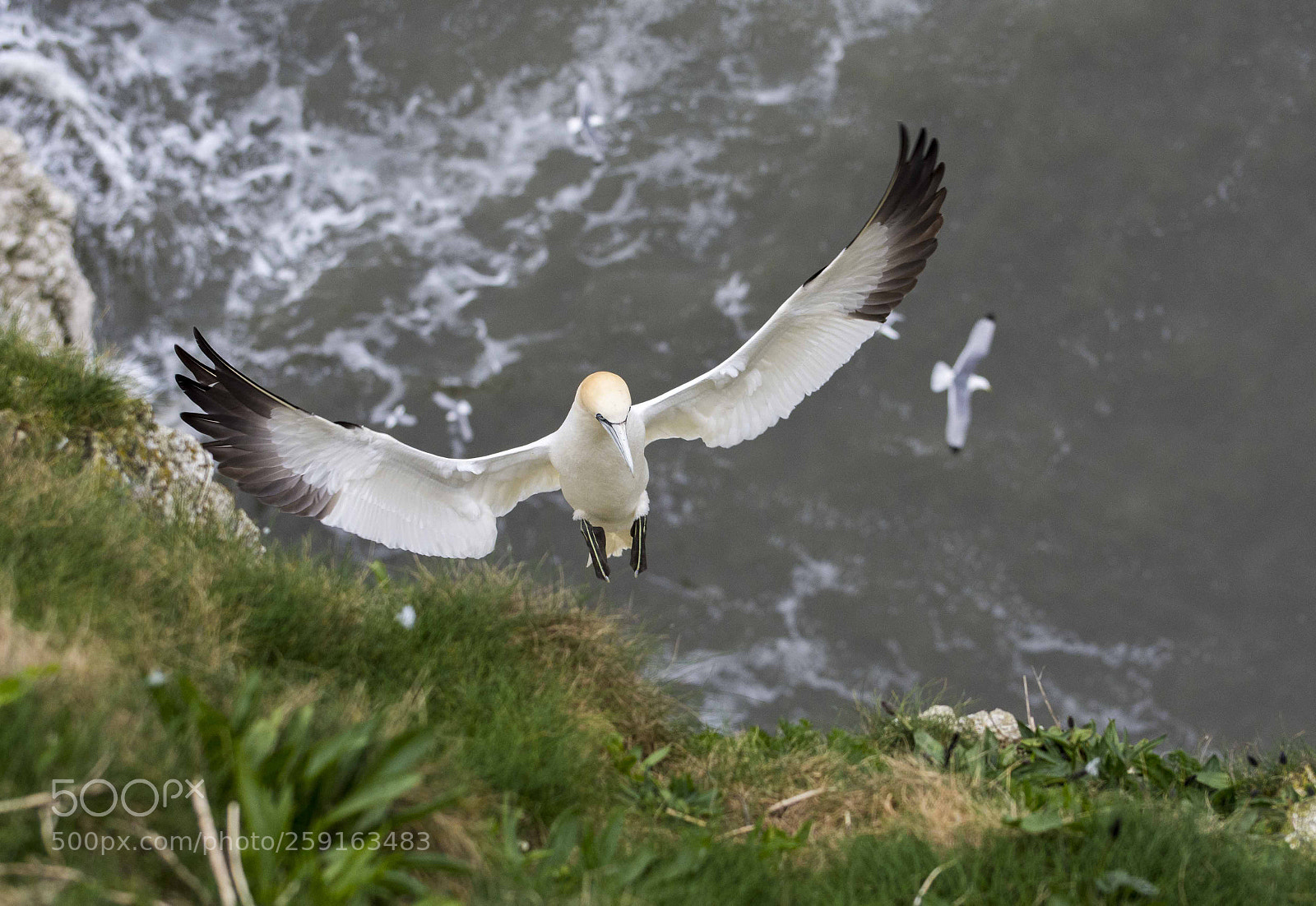 Nikon D7200 sample photo. Come in for landing photography