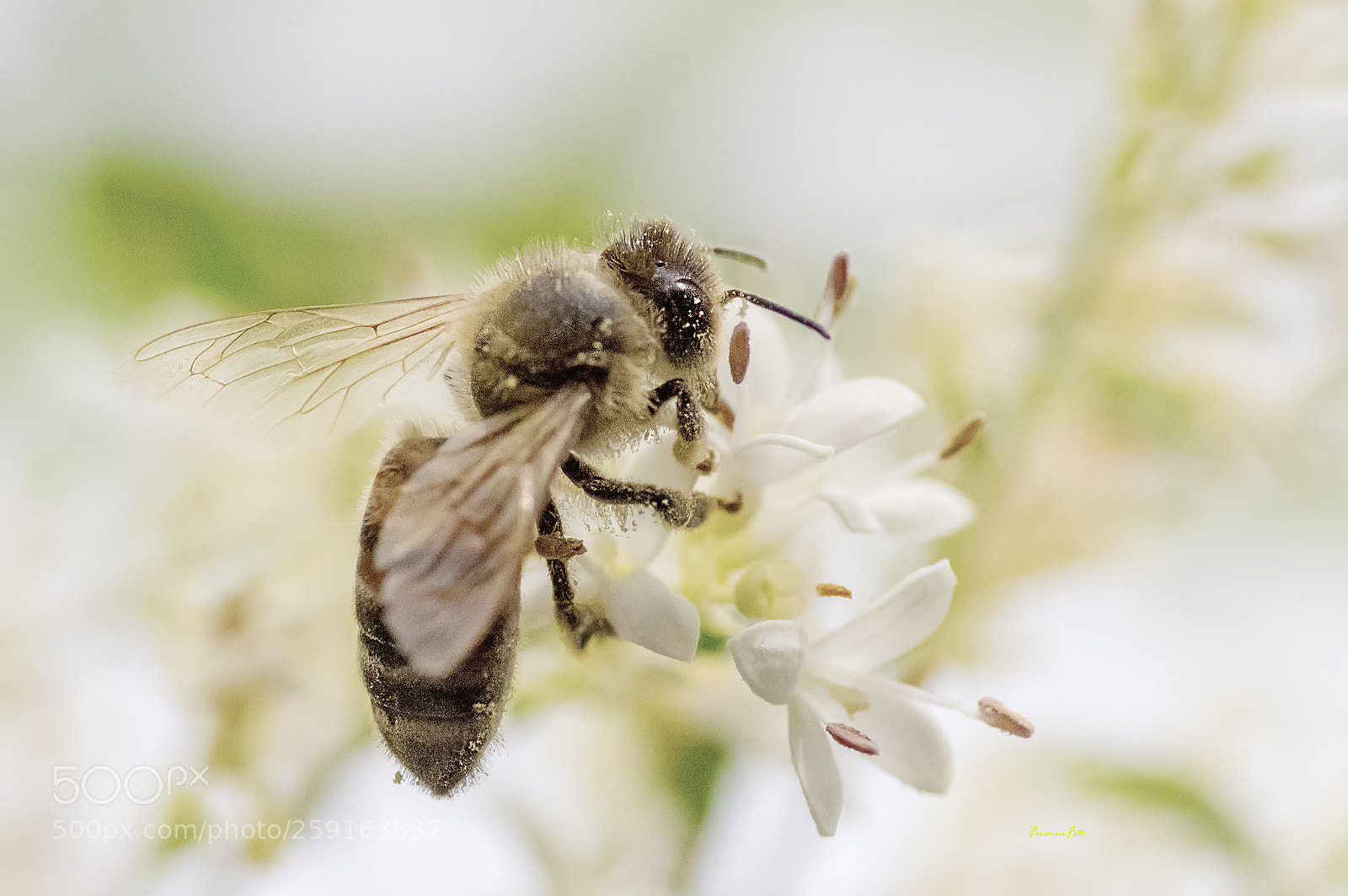 Pentax K-3 sample photo. Ape photography