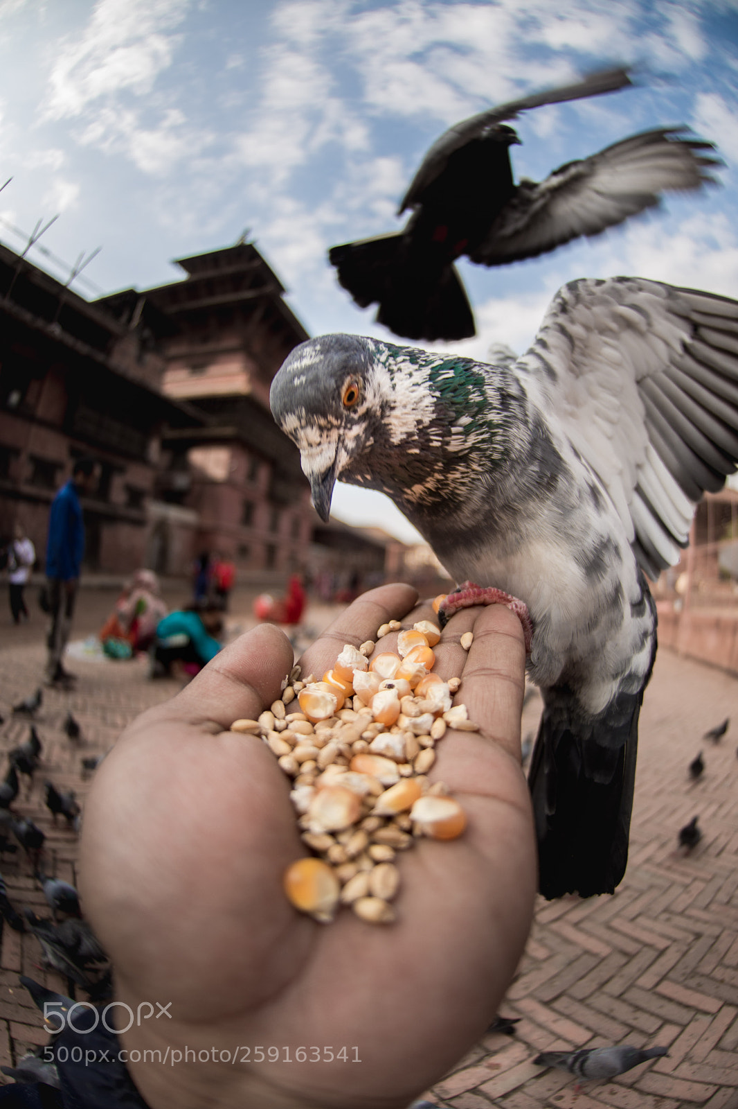 Nikon D7200 sample photo. Feeder photography