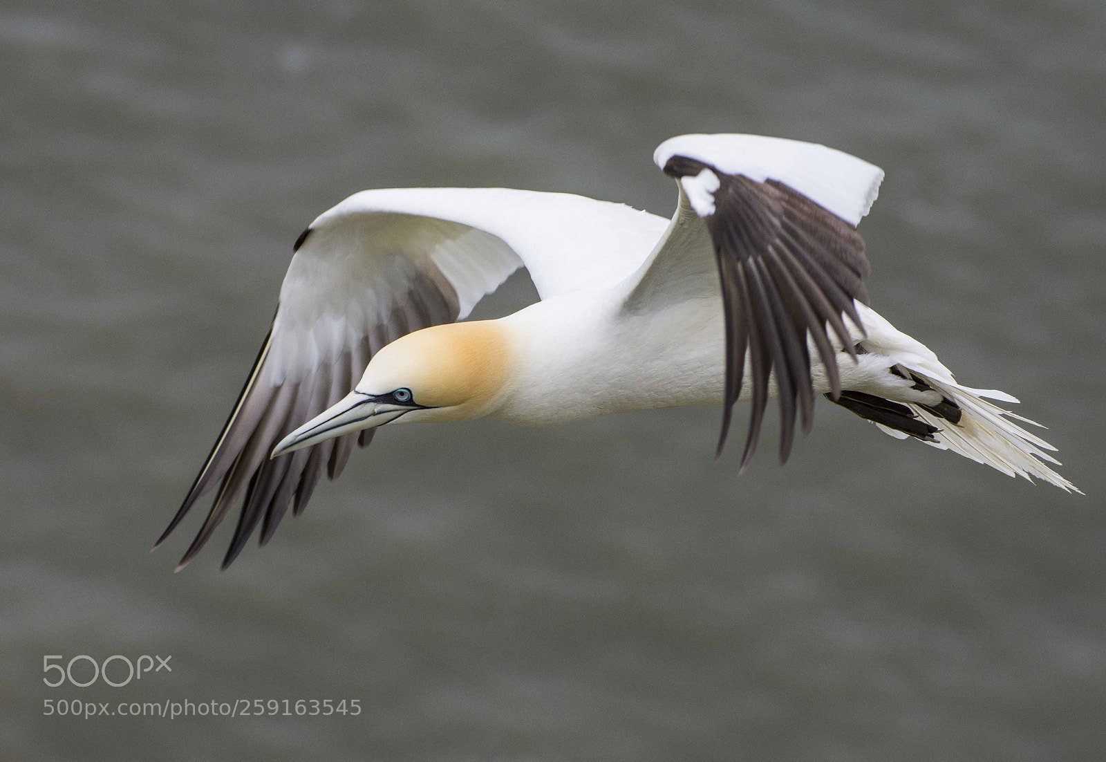 Nikon D7200 sample photo. Gliding nicely photography