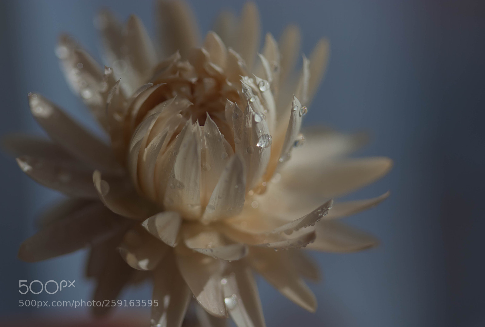 Canon EOS 80D sample photo. Drops photography