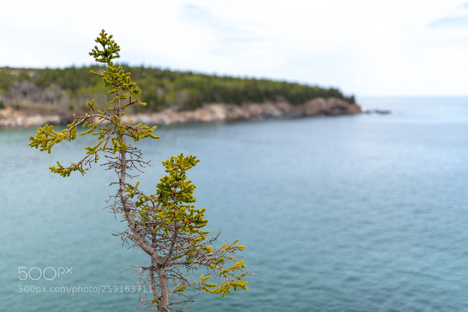 Nikon D750 sample photo. Shrub photography