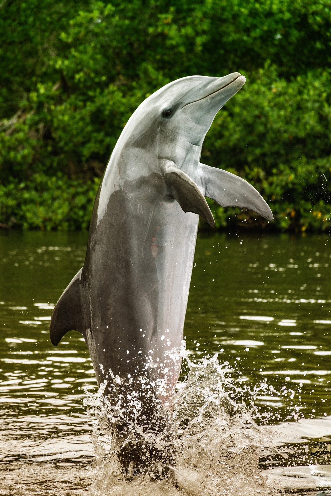 Nikon D7200 sample photo. Delfin i (color) photography
