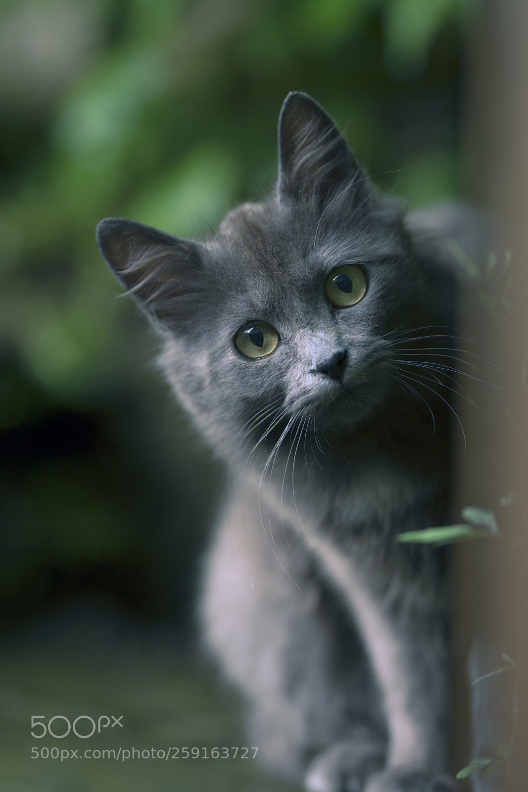 Nikon D7200 sample photo. Incredulous photography