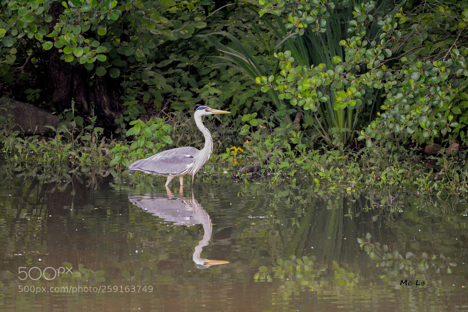 Nikon D7100 sample photo. Ardea cinerea in miror photography