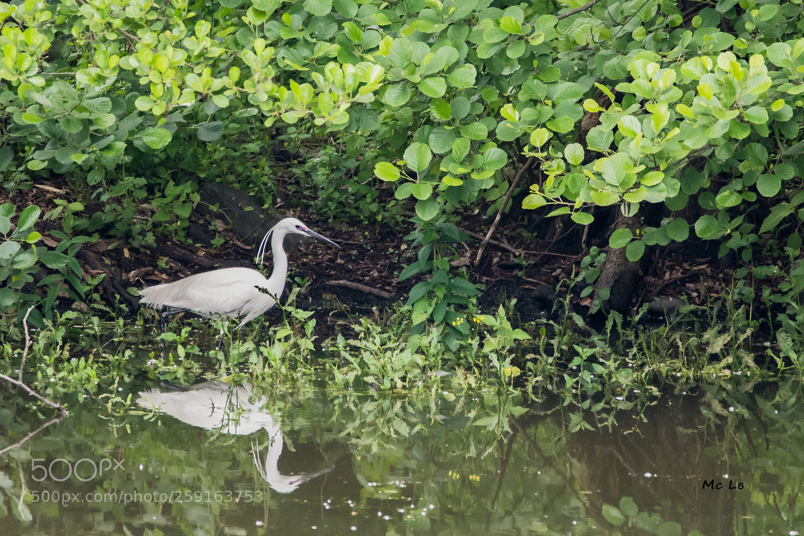 Nikon D7100 sample photo. Egretta garzetta - aigrette photography