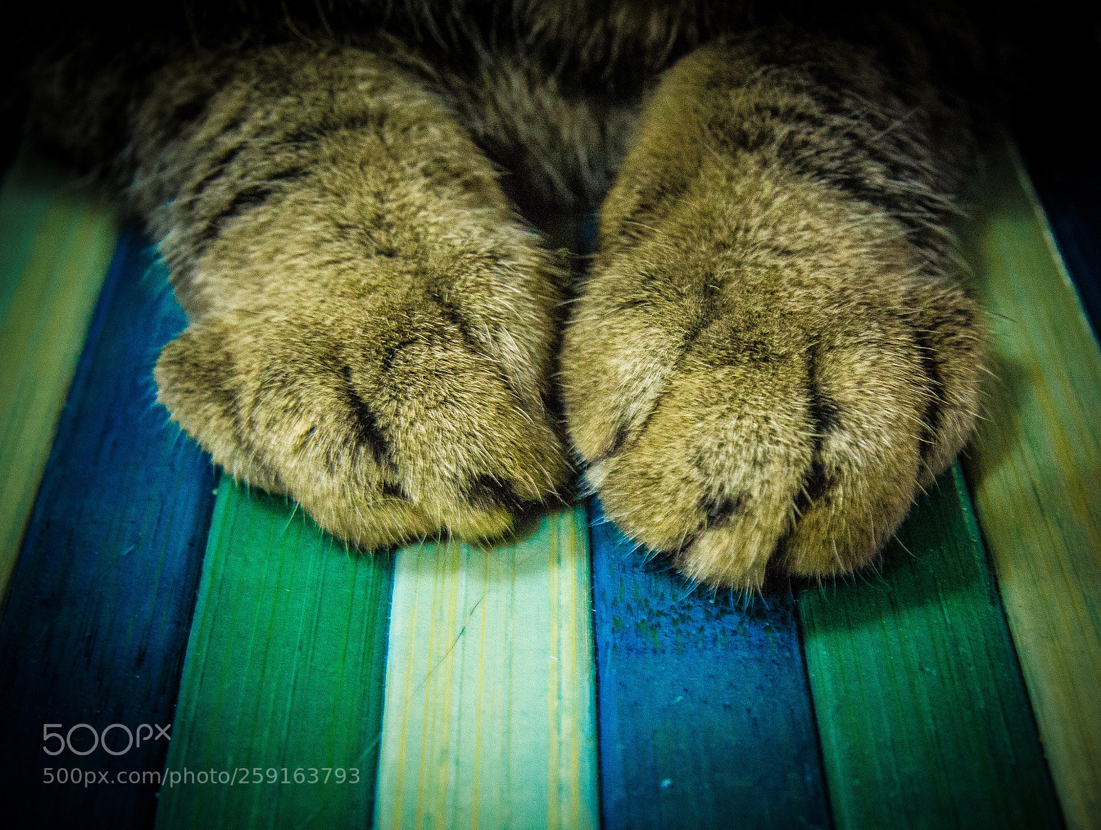 Canon EOS 550D (EOS Rebel T2i / EOS Kiss X4) sample photo. Paws photography