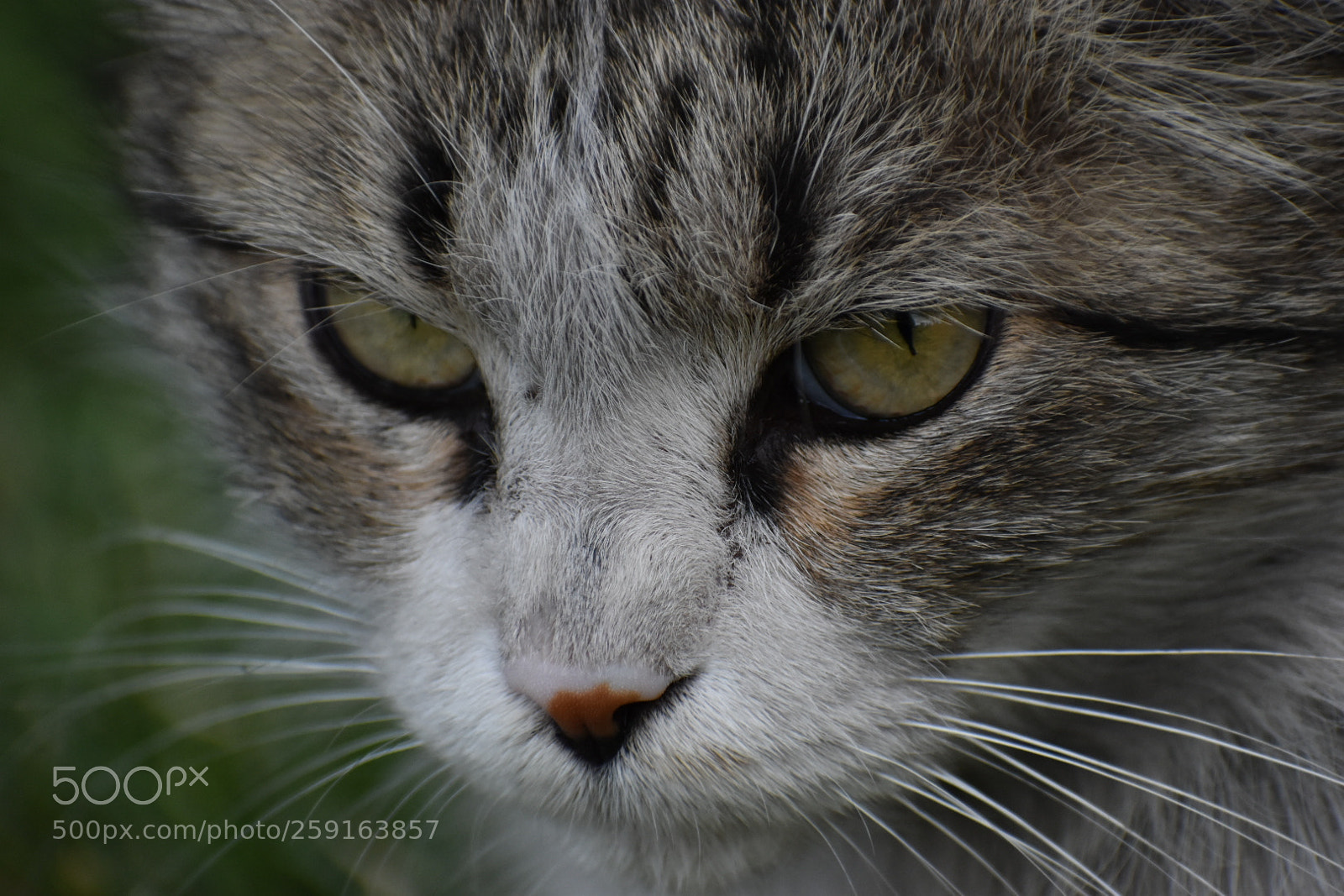 Nikon D5500 sample photo. Untitled photography
