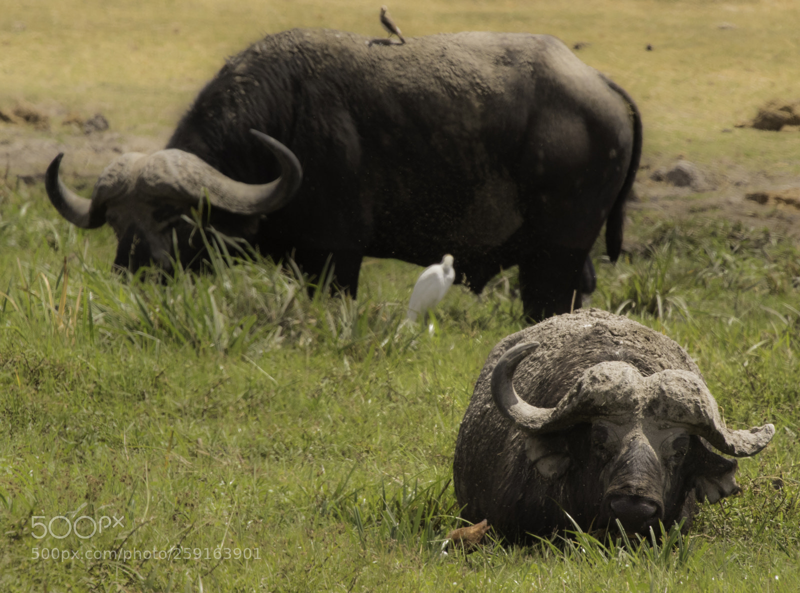 Canon EOS 7D Mark II sample photo. Da photography