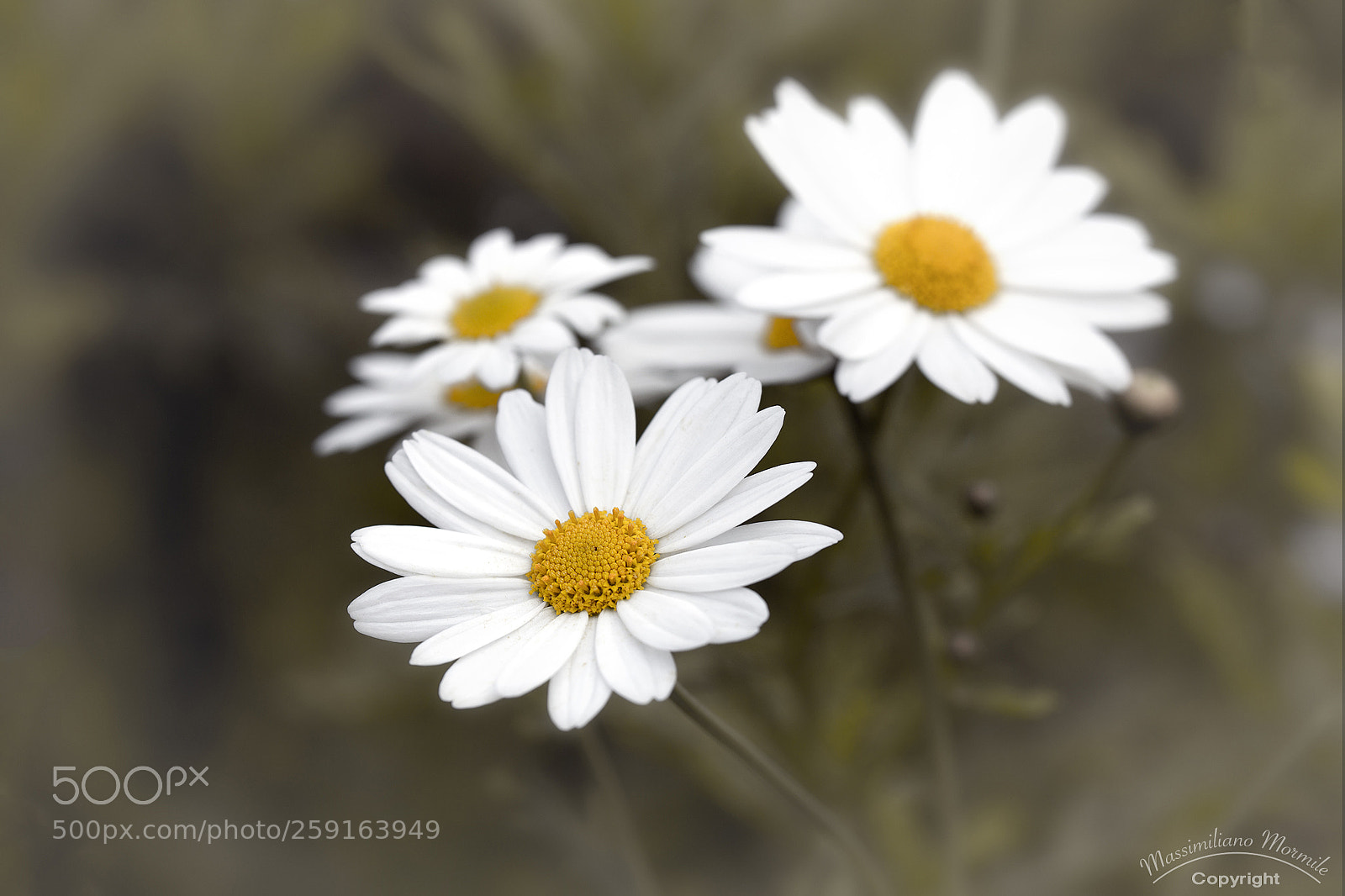 Canon EOS 6D sample photo. Petali bianchi photography
