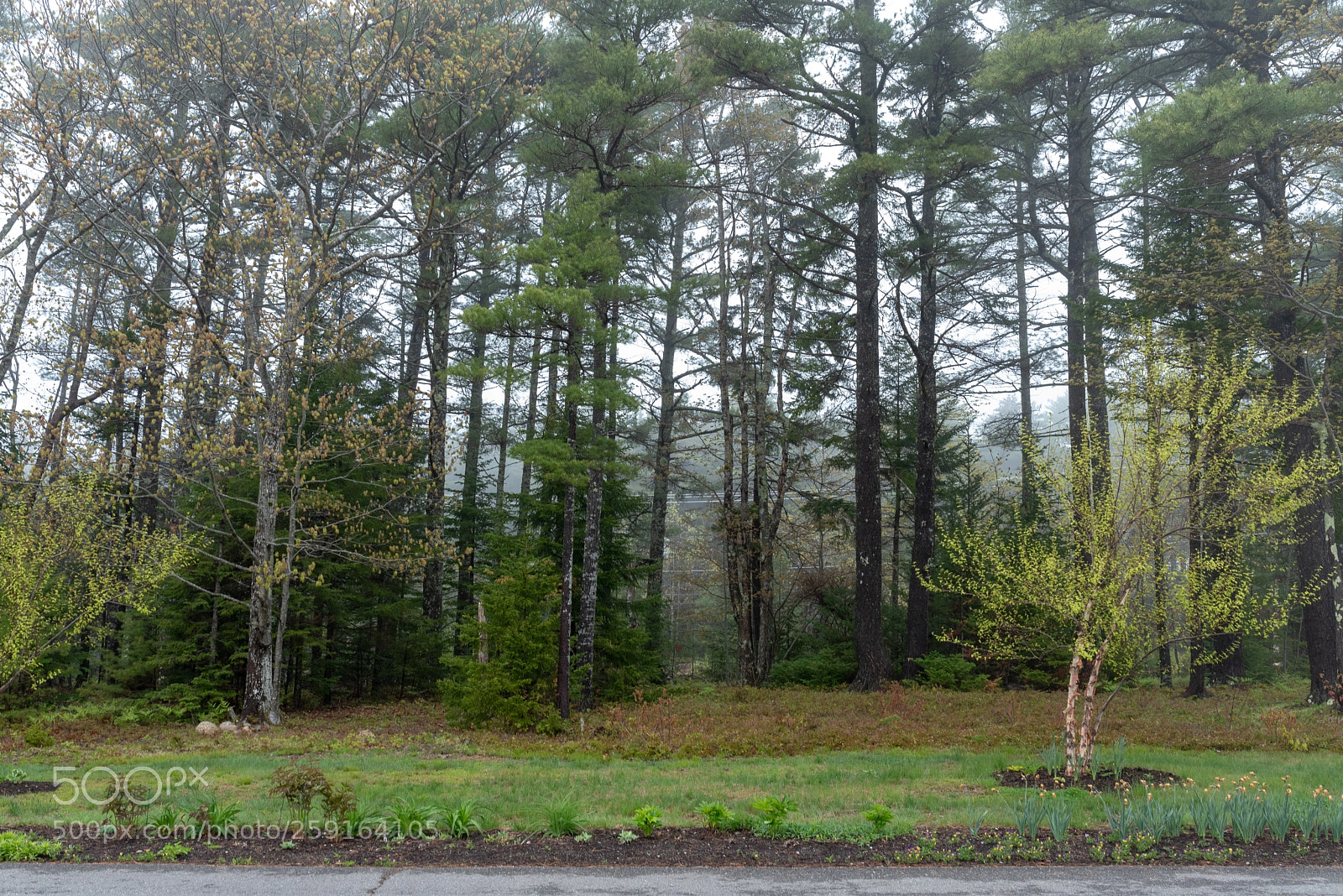 Nikon D750 sample photo. Bar harbor photography