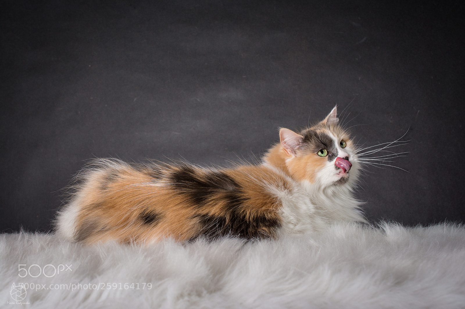 Nikon D7100 sample photo. The tongue ;) photography