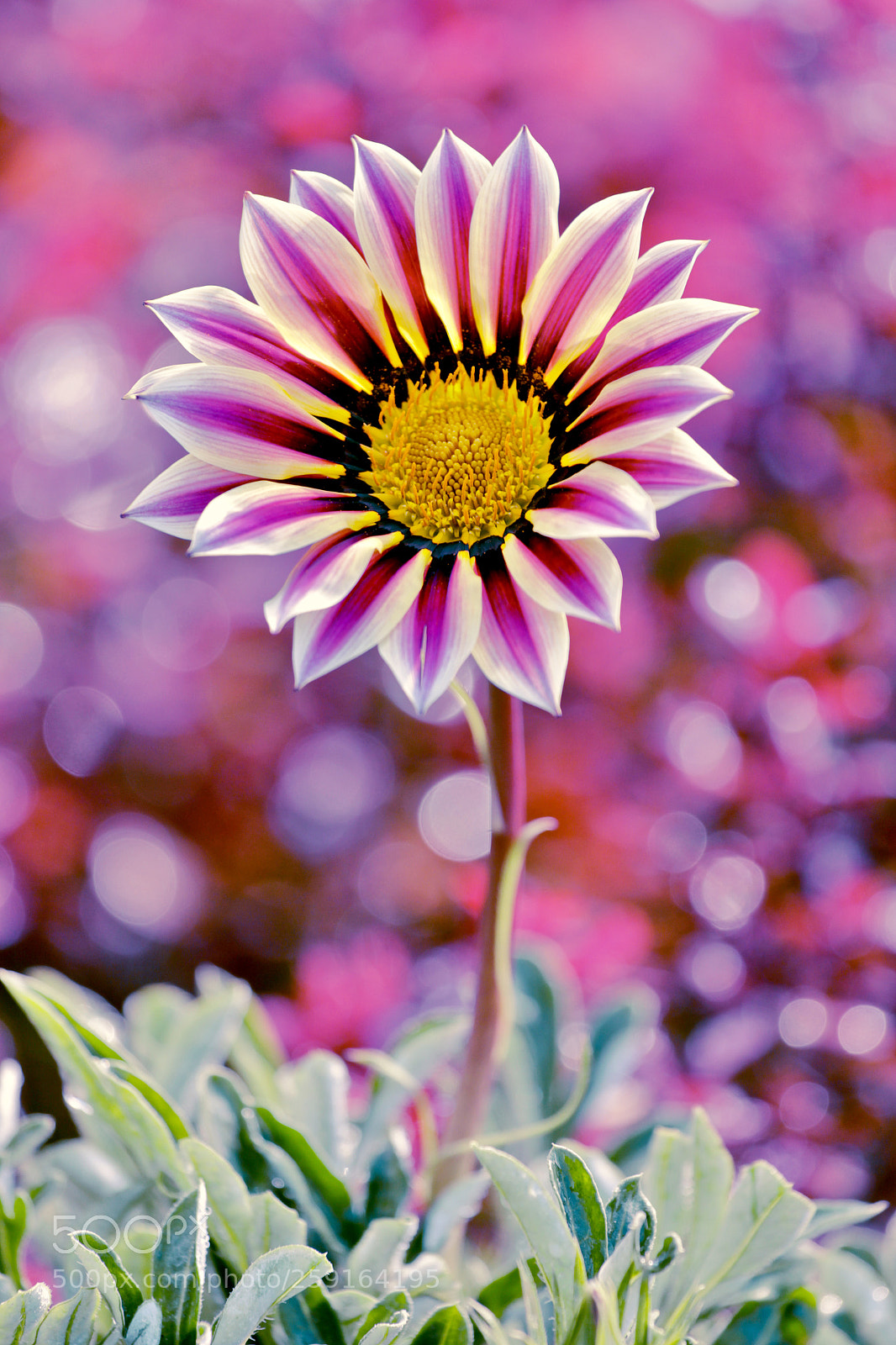 Canon EOS 60D sample photo. Fullsizeoutput photography