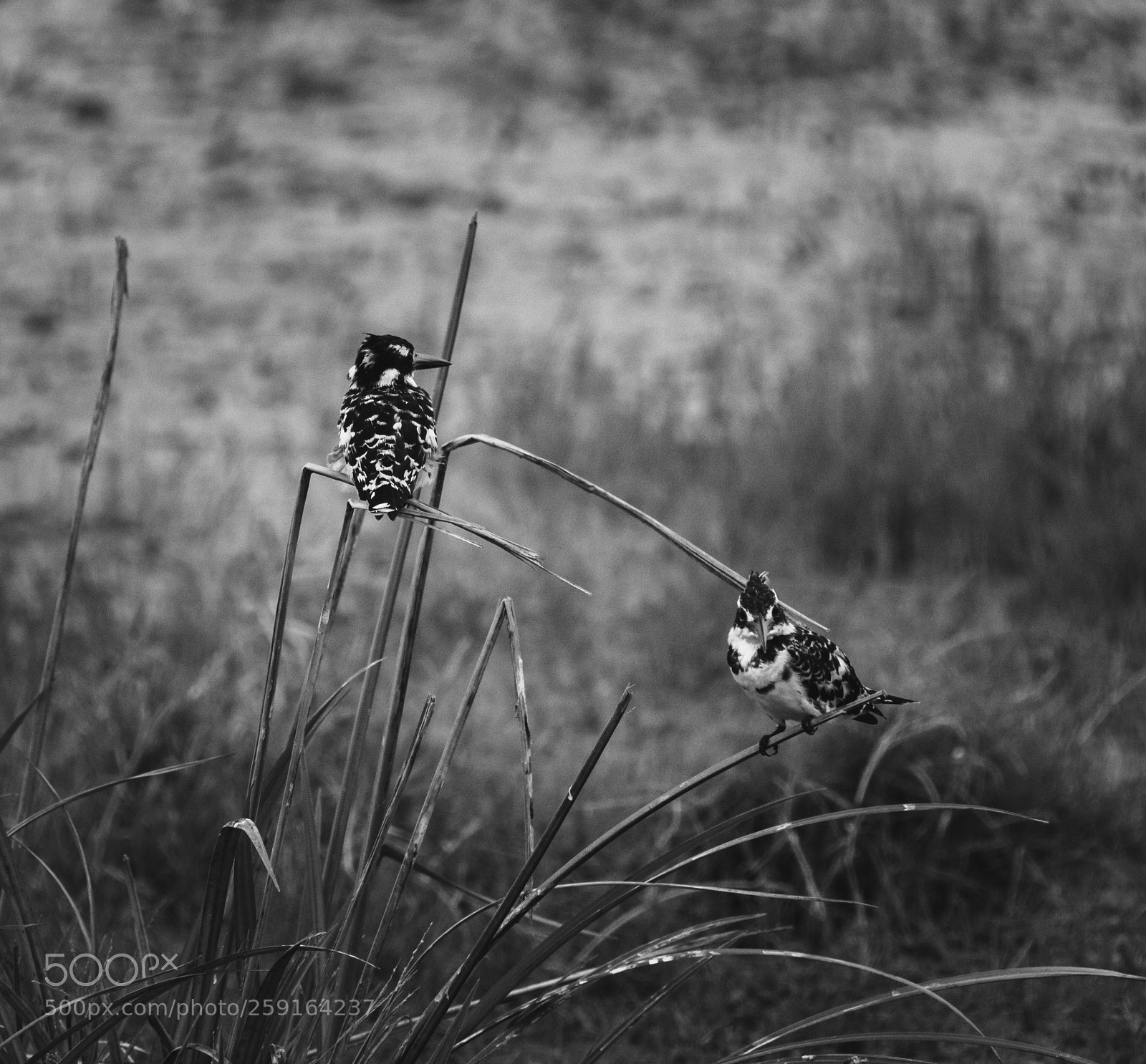 Canon EOS 7D Mark II sample photo. 4d2a1115-2.jpg photography