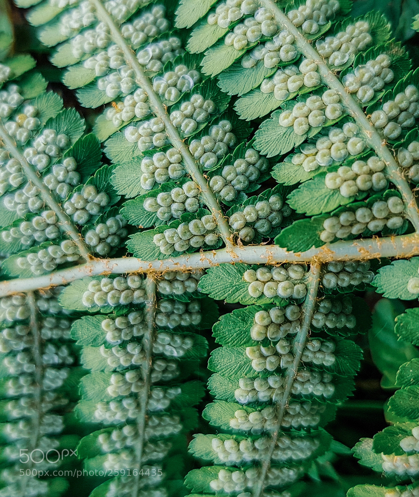 Samsung Galaxy S8 sample photo. Fern photography