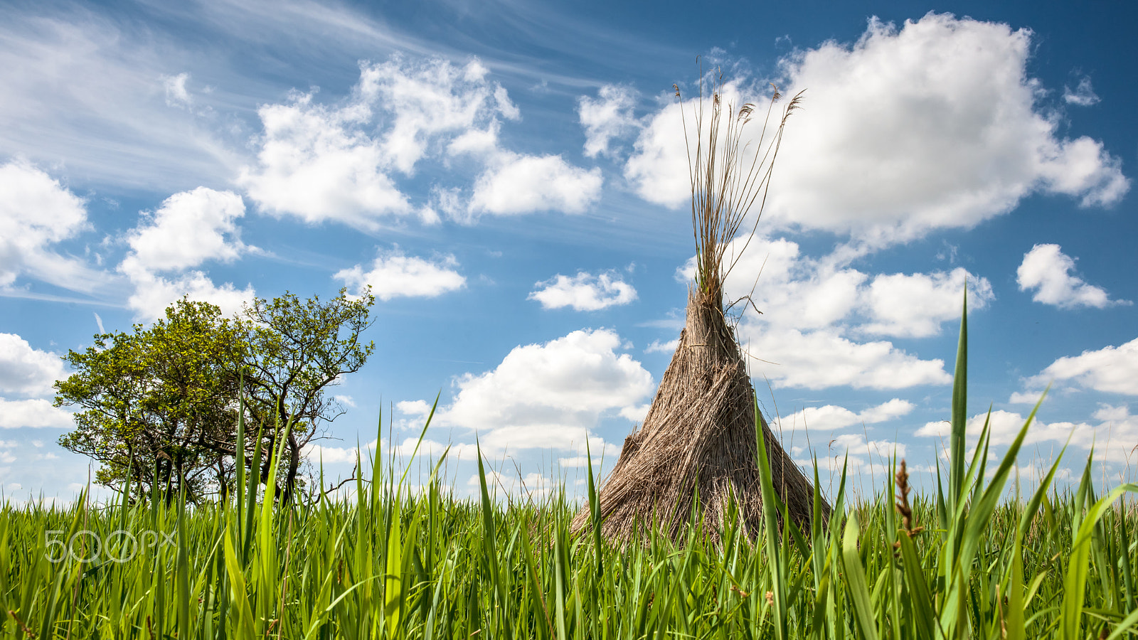 Sony Alpha DSLR-A900 sample photo. Traditional reed harvesting for thatched roofs photography