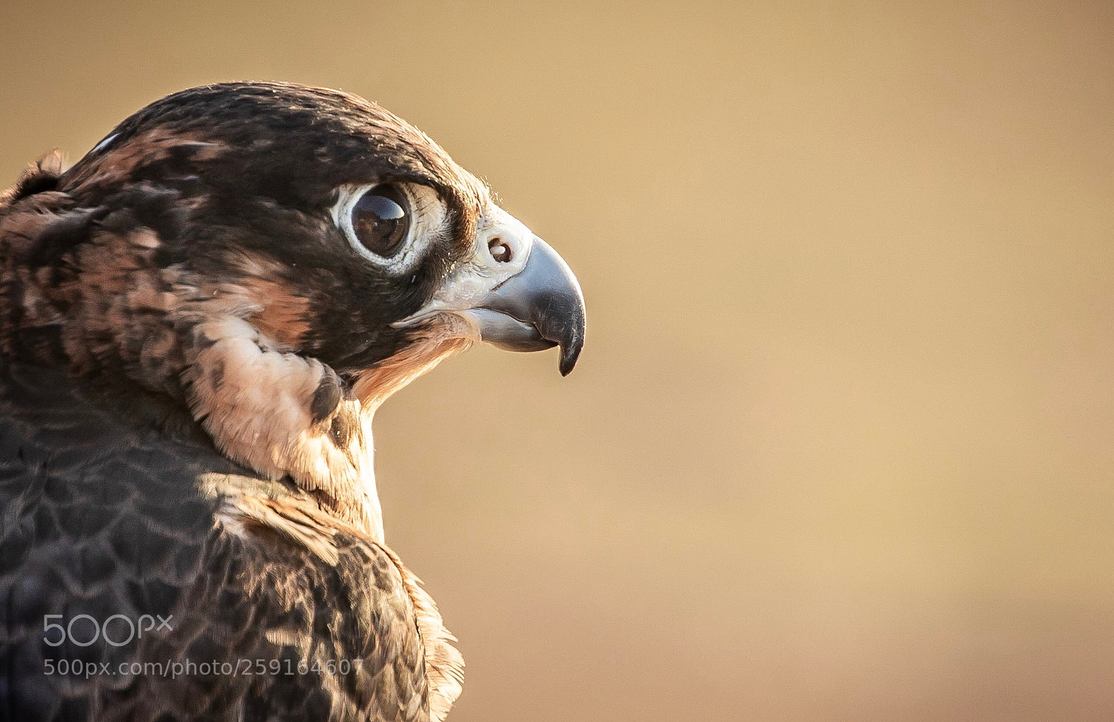Canon EOS 7D Mark II sample photo. Arabian falcon photography