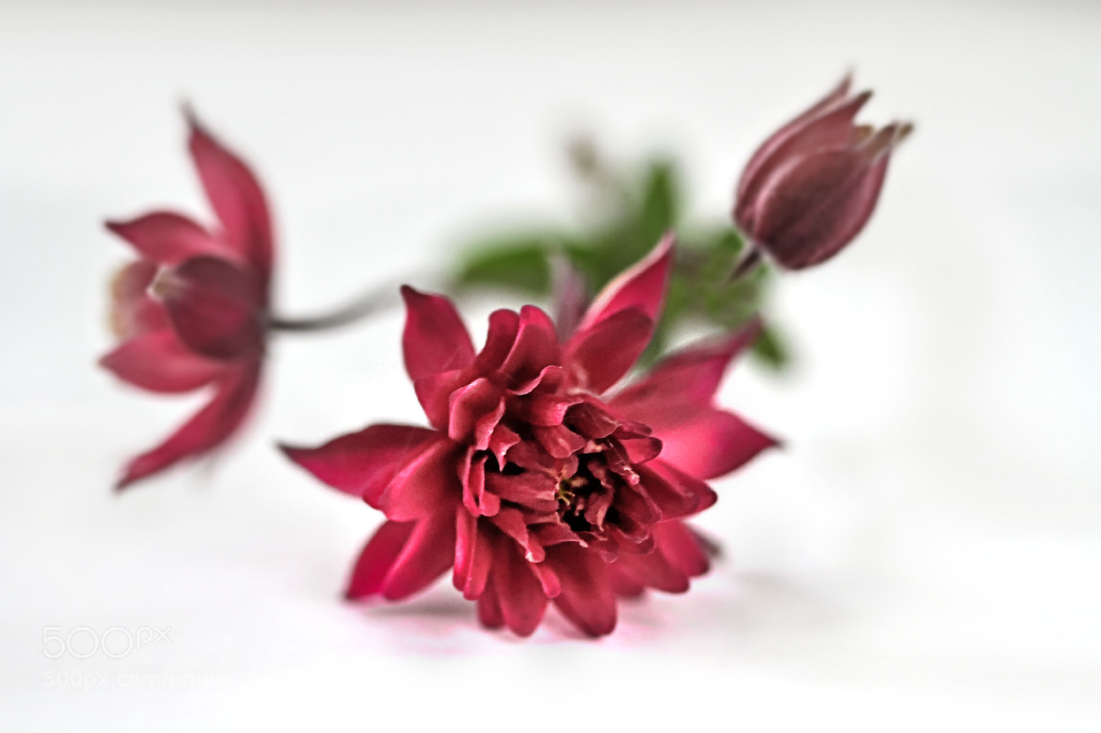 Canon EOS 7D sample photo. Tiny red beauties photography
