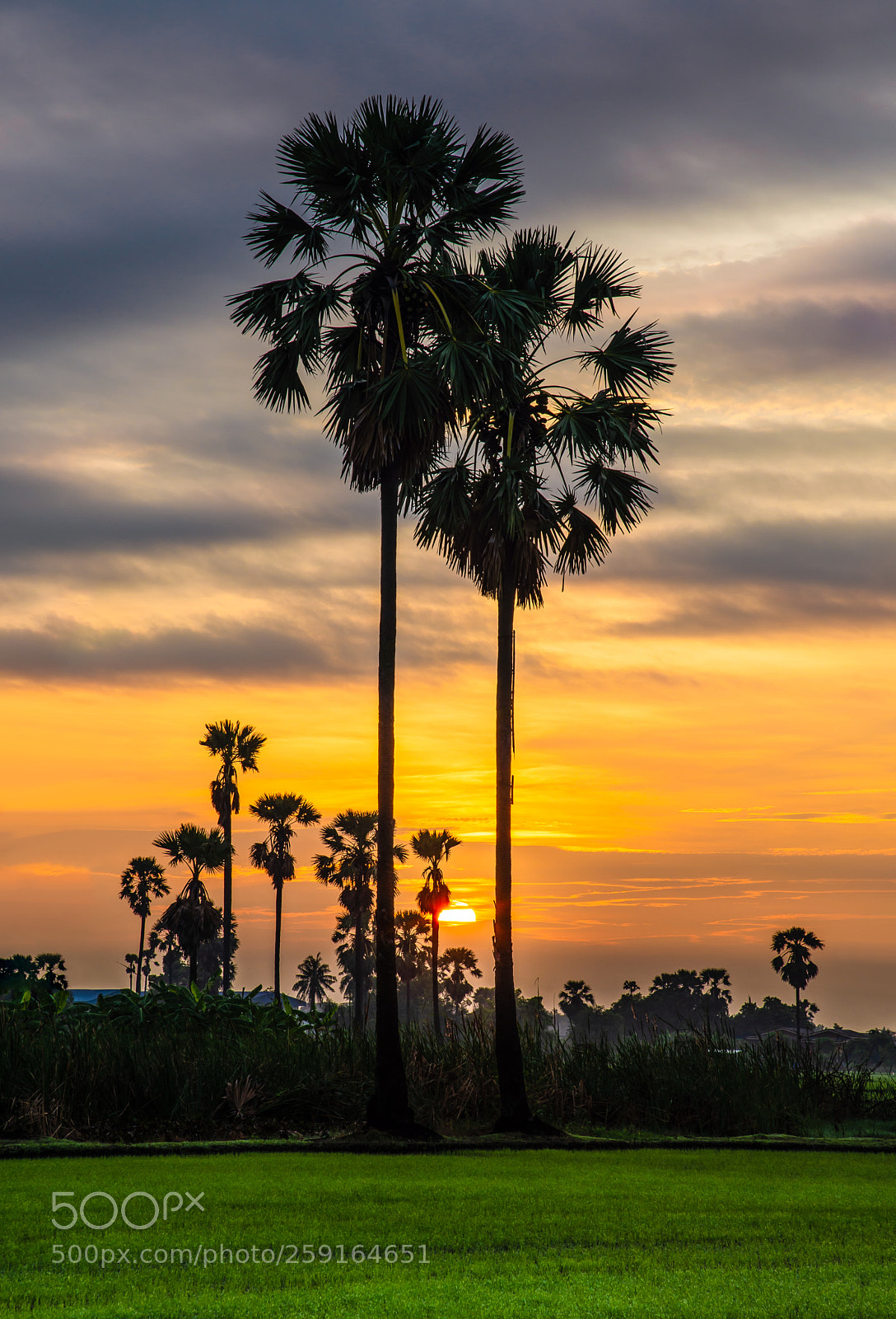 Nikon D610 sample photo. Sugar palm photography