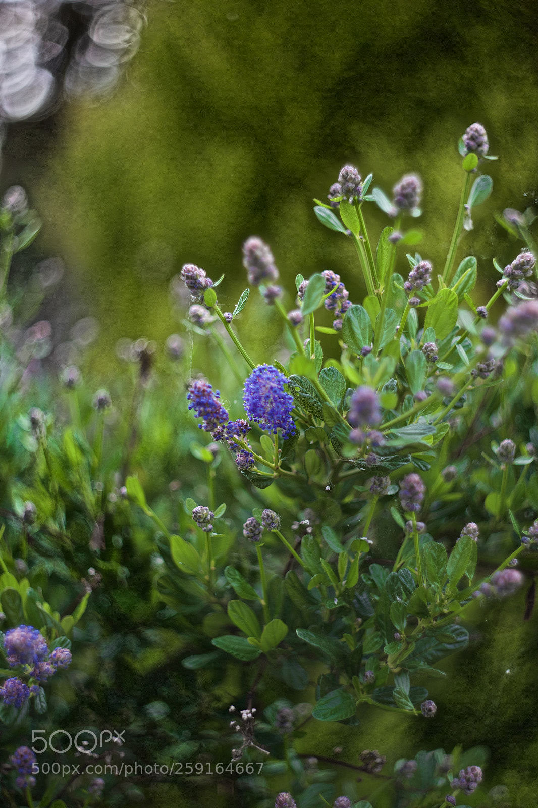 Canon EOS 6D sample photo. Twisted world of helios photography