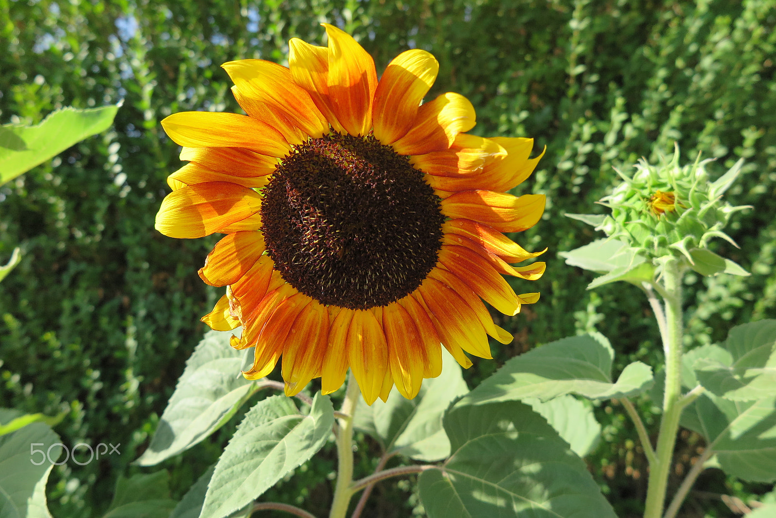 Canon PowerShot G1 X Mark II sample photo. Img photography