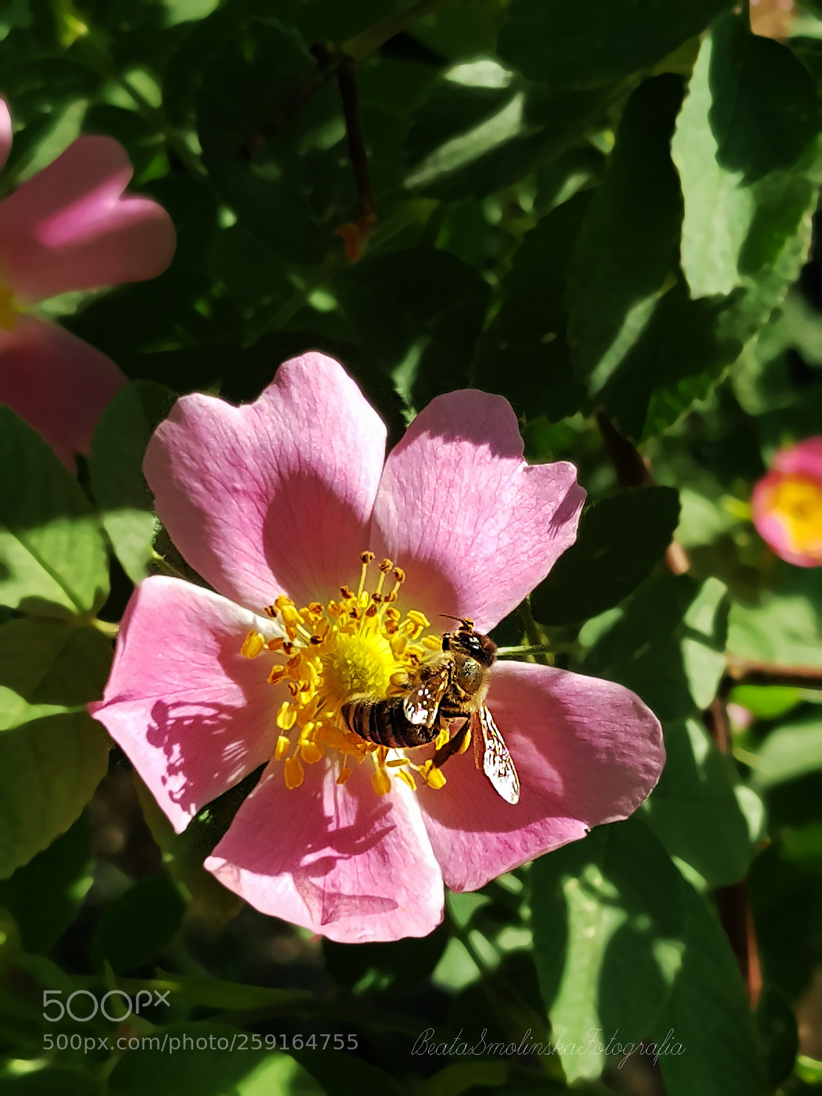 Samsung Galaxy S8 sample photo. Untitled photography