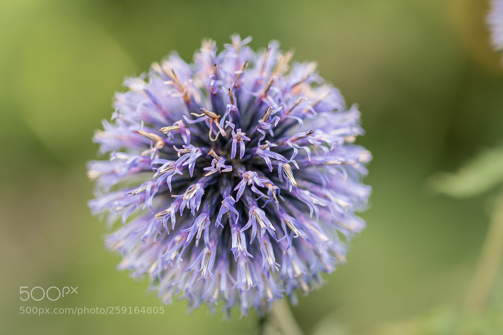 Nikon D5500 sample photo. Purple flower photography