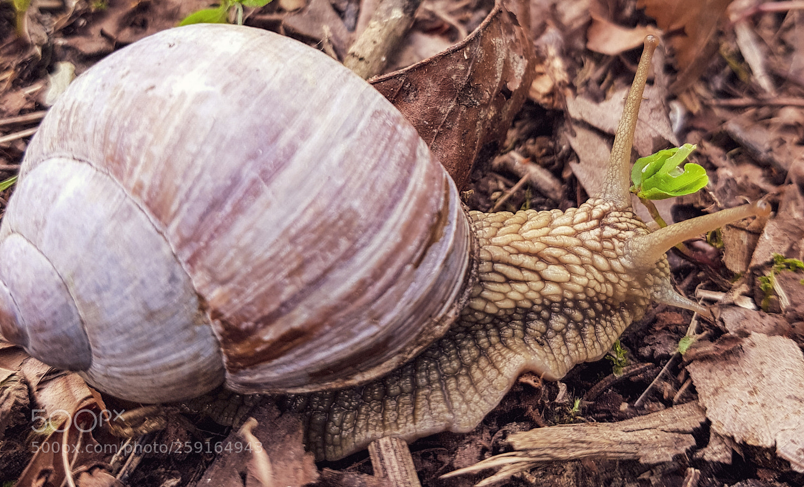 Samsung Galaxy S8 sample photo. Amazing snail world photography