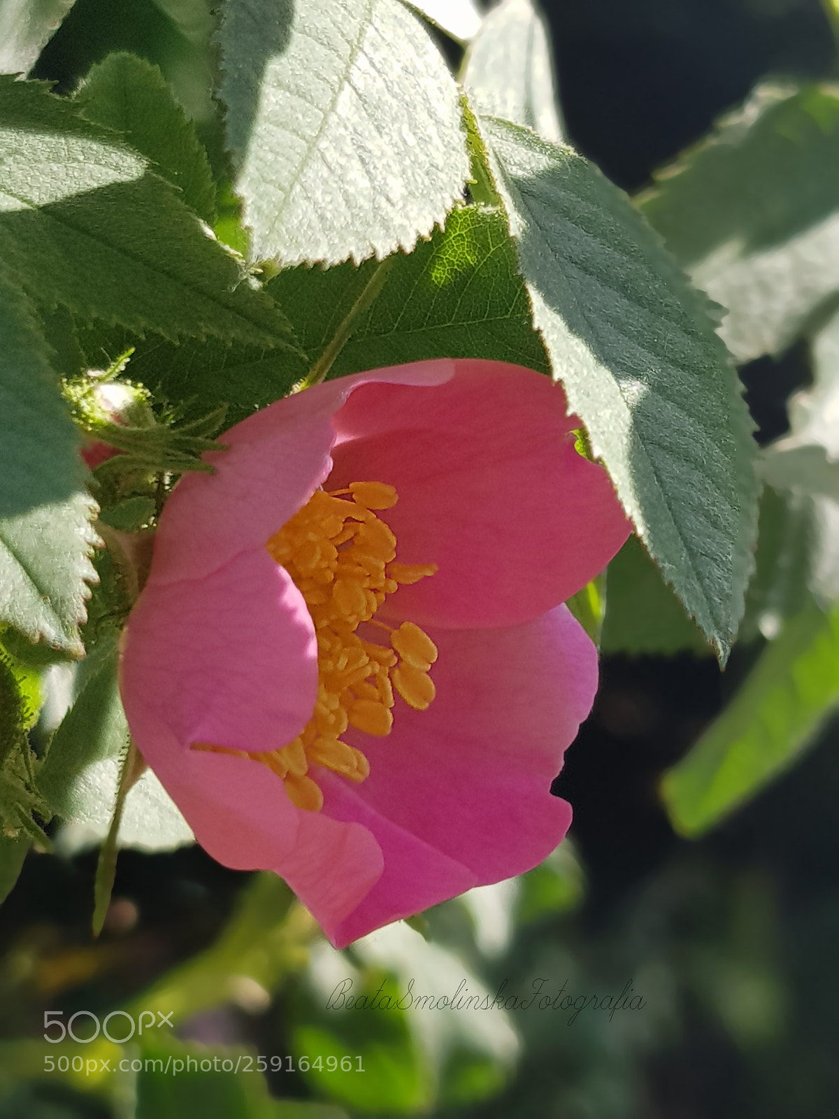 Samsung Galaxy S8 sample photo. Untitled photography