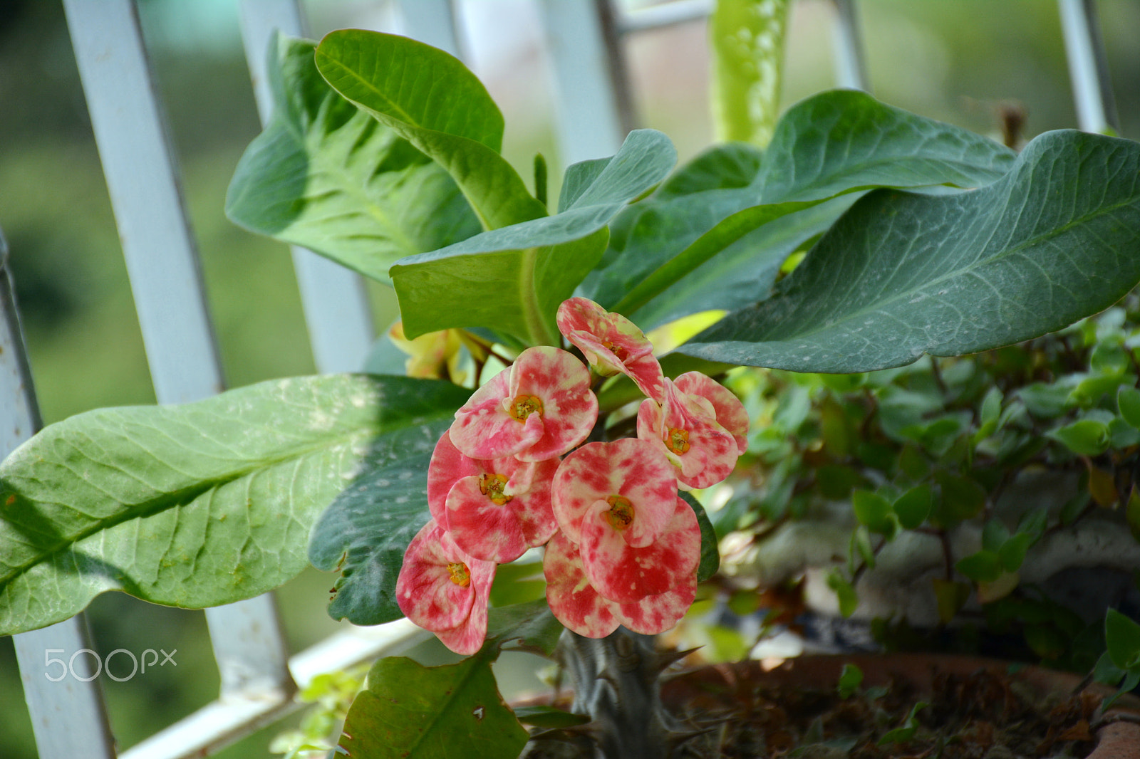 Nikon D7100 sample photo. Caktas photography