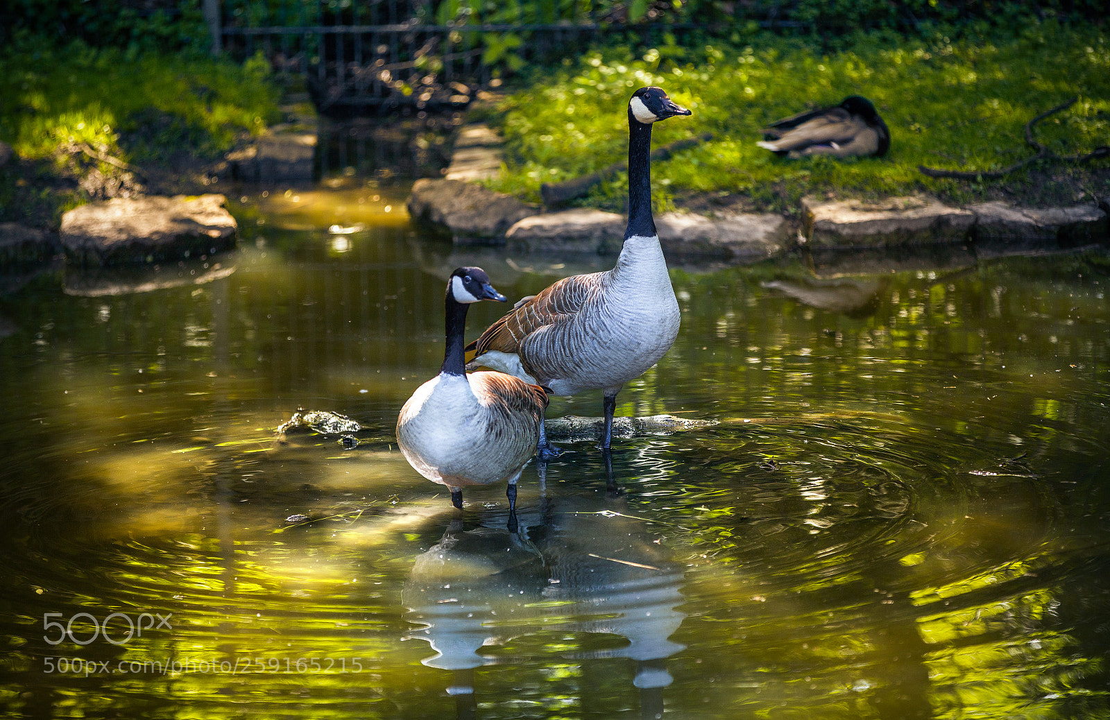 Canon EOS 6D sample photo. Goose couple photography