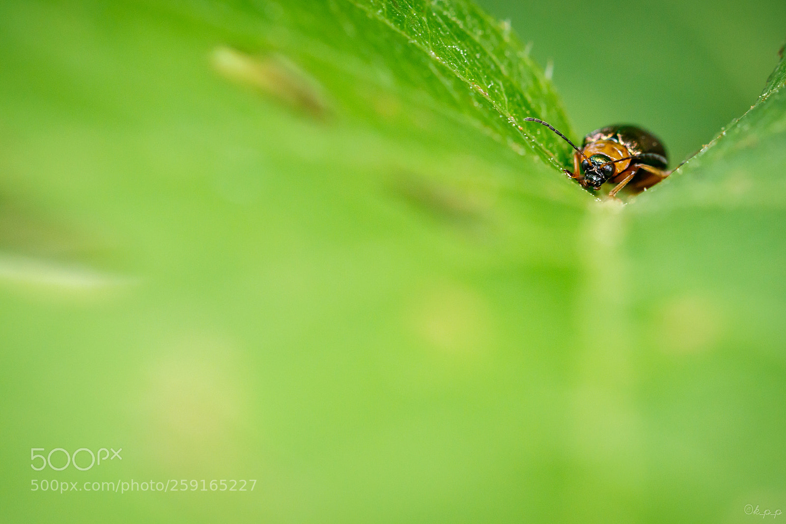 Canon EOS 80D sample photo. Leaf beetle photography