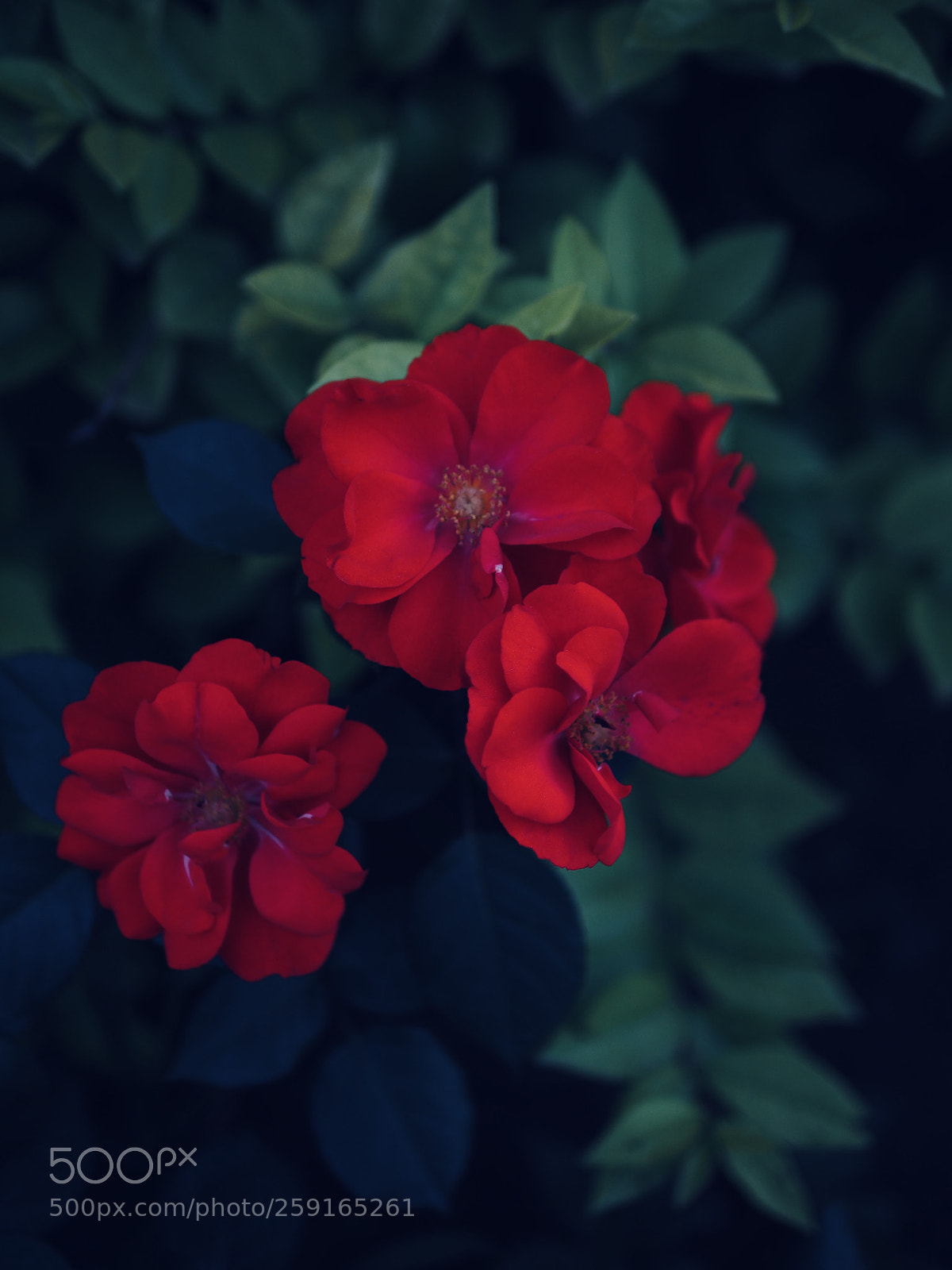 Olympus OM-D E-M10 II sample photo. 忧郁之花 photography