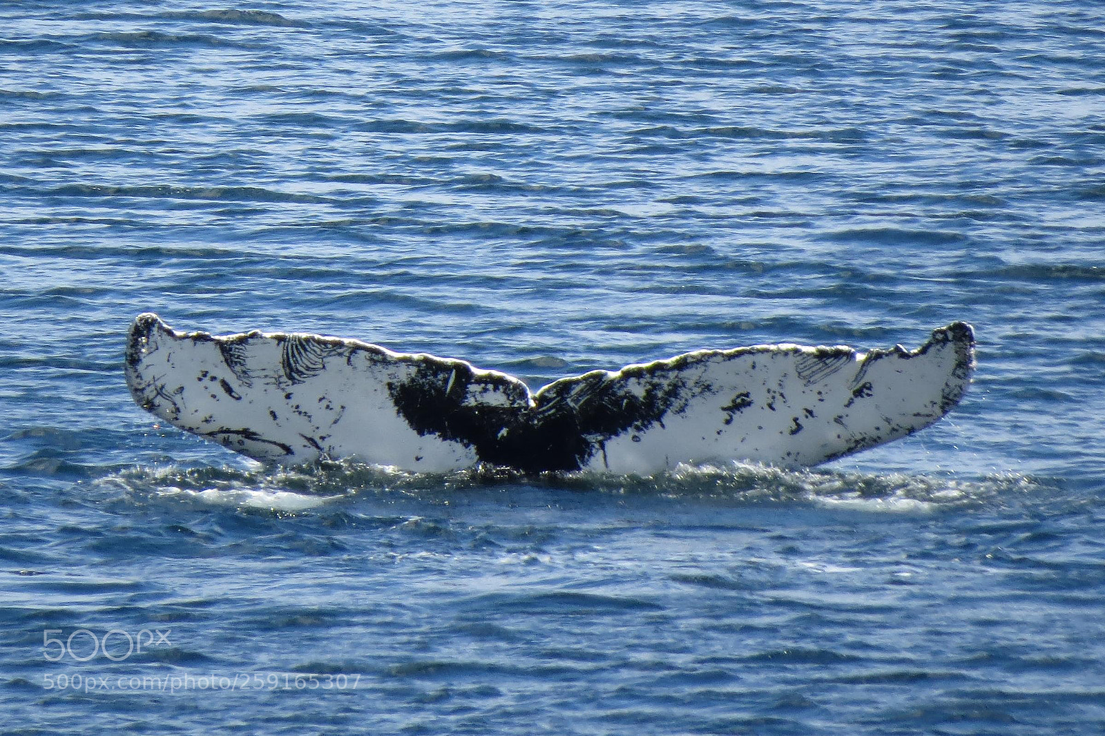 Canon PowerShot SX50 HS sample photo. Humpback tail #2 photography