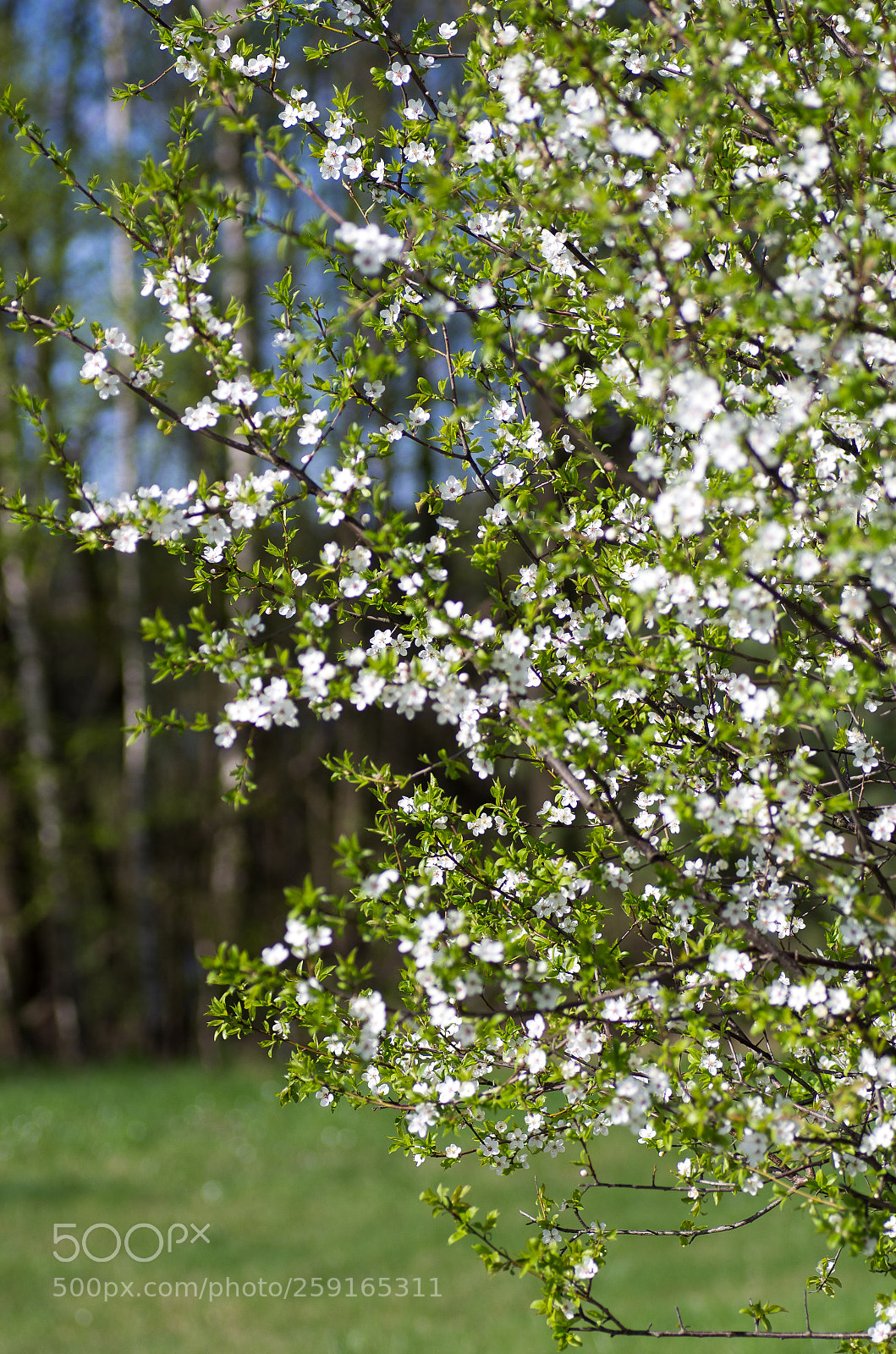Pentax K-5 sample photo. Plum tree on spring. photography