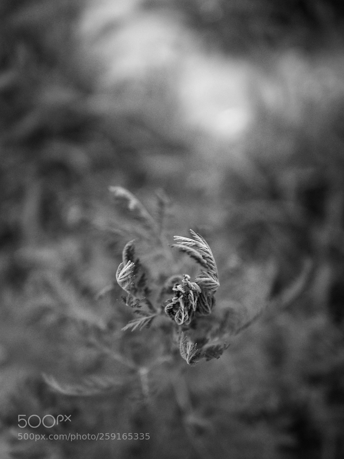 Olympus OM-D E-M10 II sample photo. 惶恐之花 photography