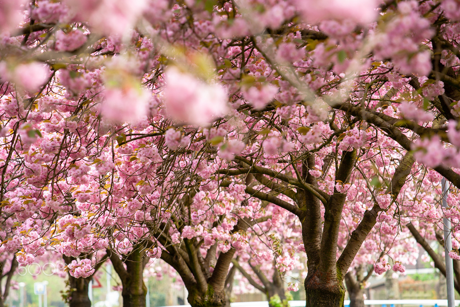 Sony Alpha DSLR-A900 sample photo. Pink cherry blossom (prunus) to brown branches in an orchard. photography