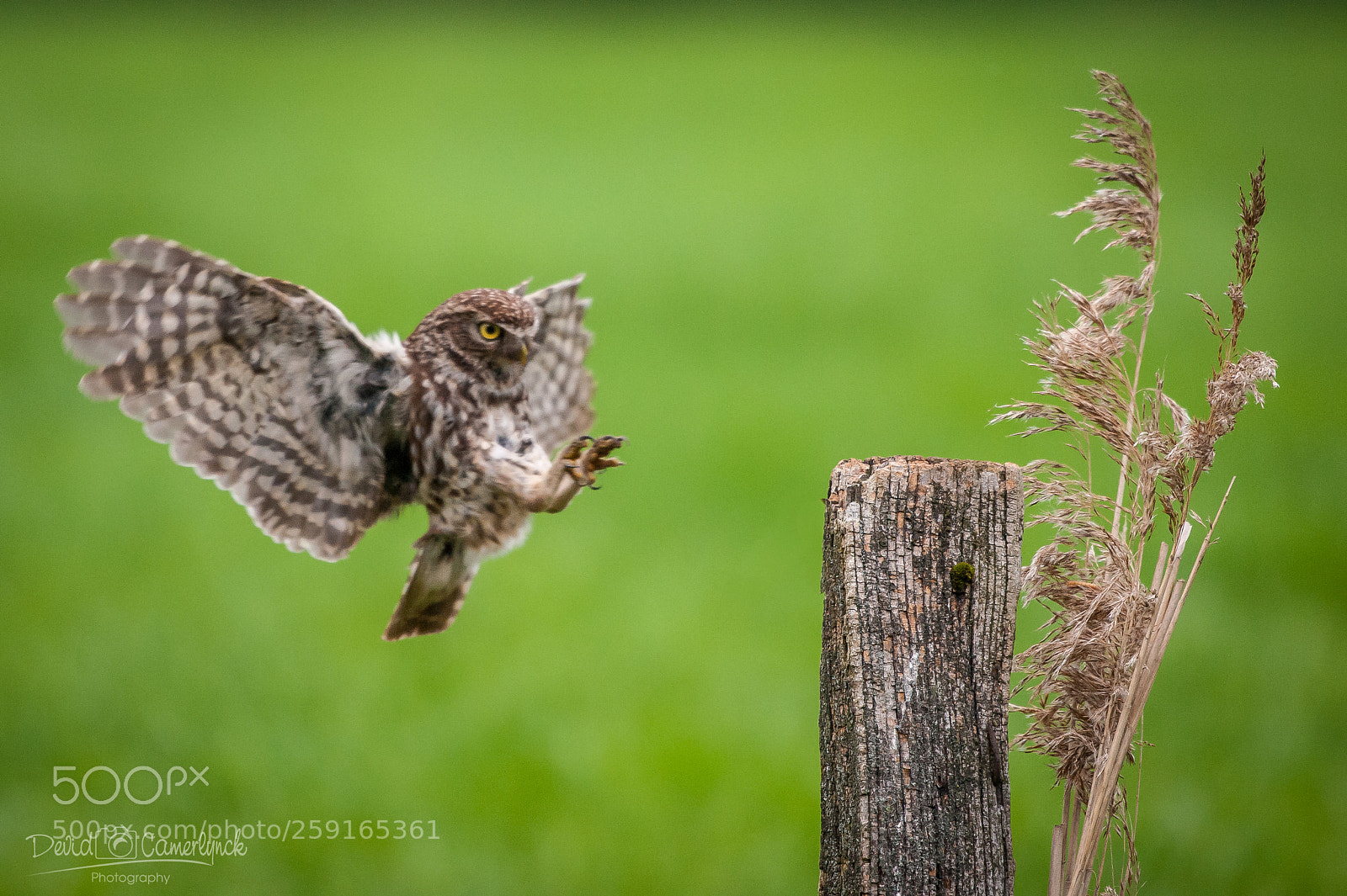 Nikon D700 sample photo. Owl approach photography