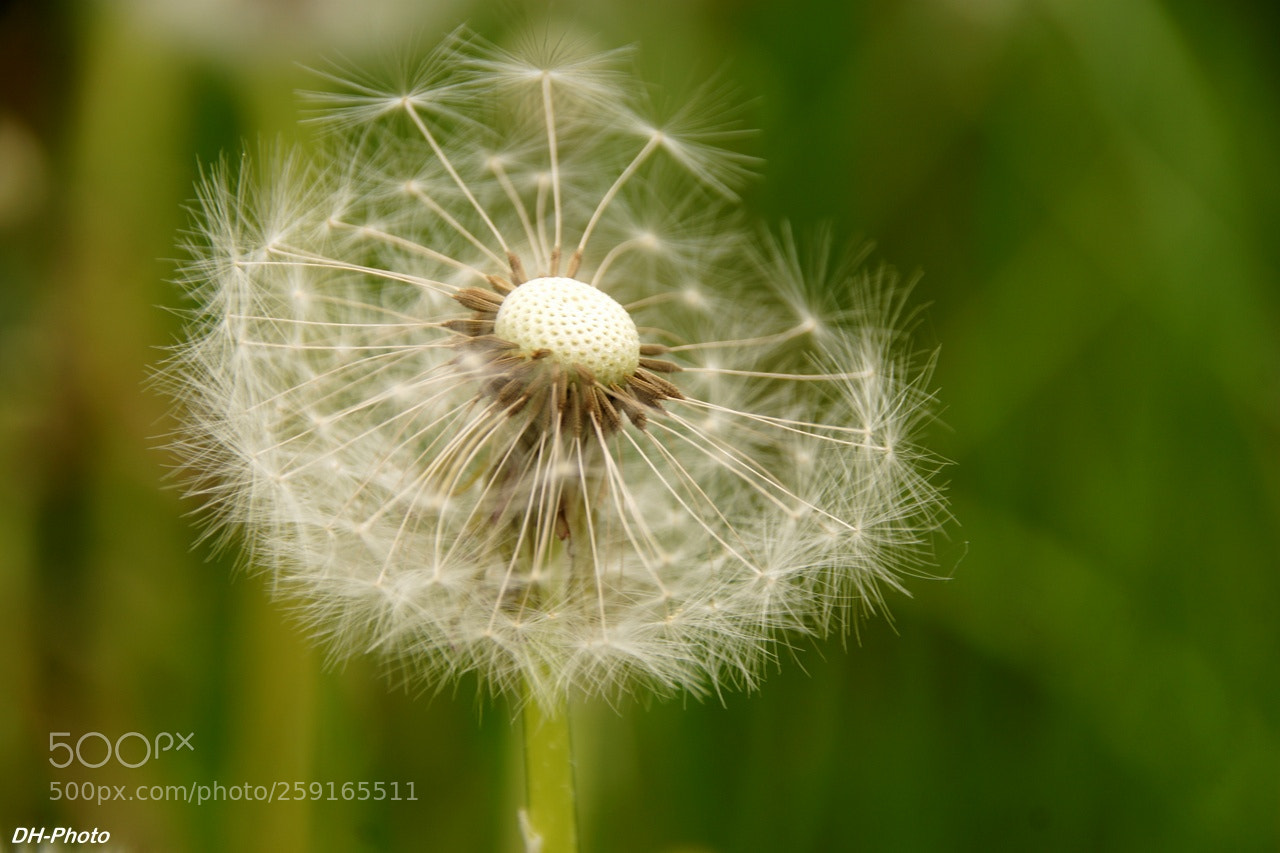 Sony ILCA-77M2 sample photo. Common dandelion photography