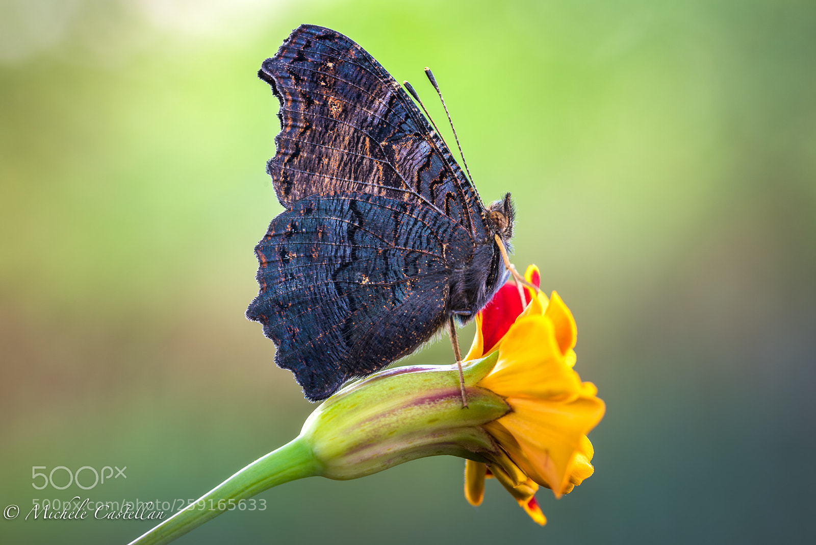 Nikon D810 sample photo. Aglais io photography