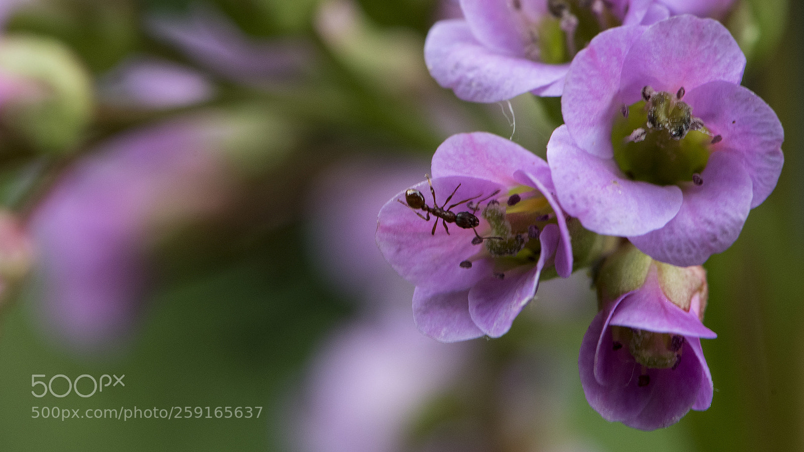 Nikon D750 sample photo. Ant photography