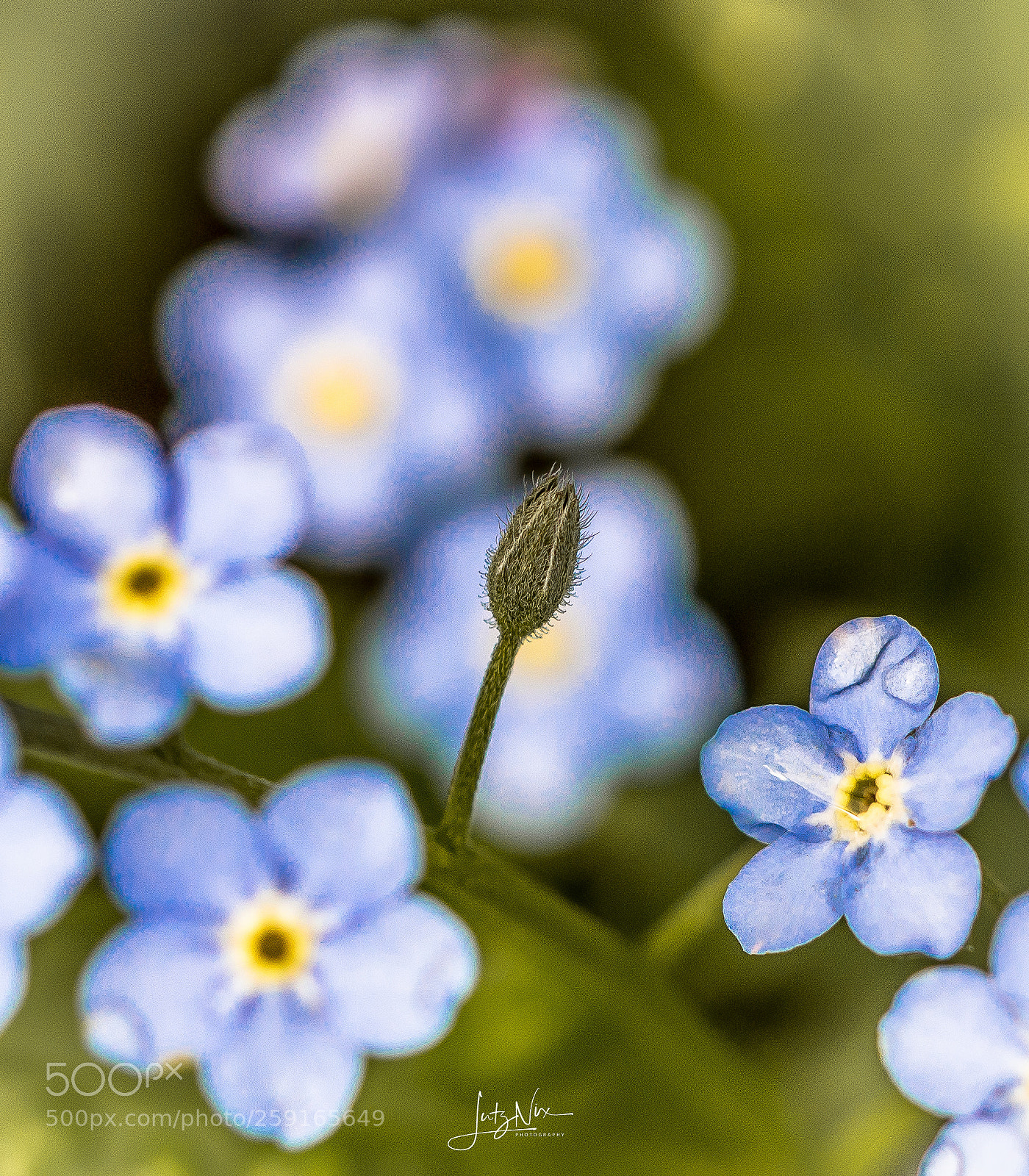 Sony SLT-A65 (SLT-A65V) sample photo. Forget-me-not photography