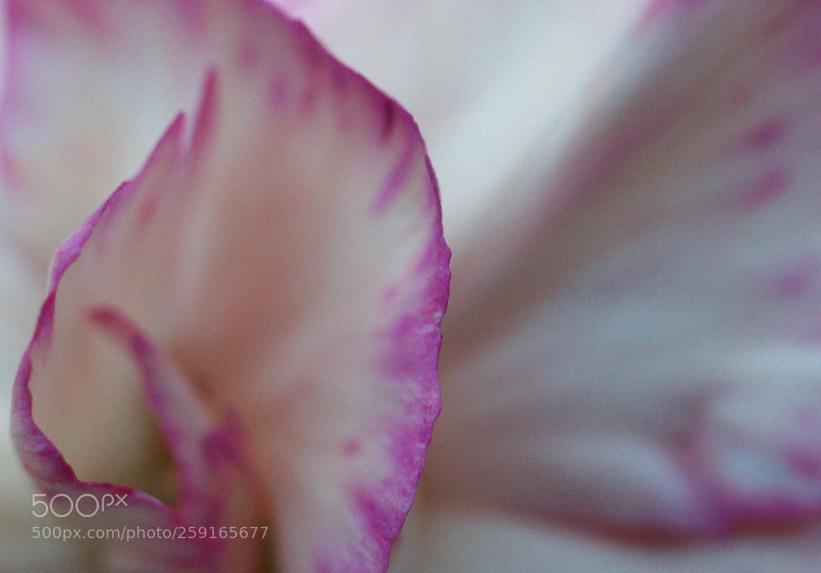 Olympus E-500 (EVOLT E-500) sample photo. Floral abstract photography