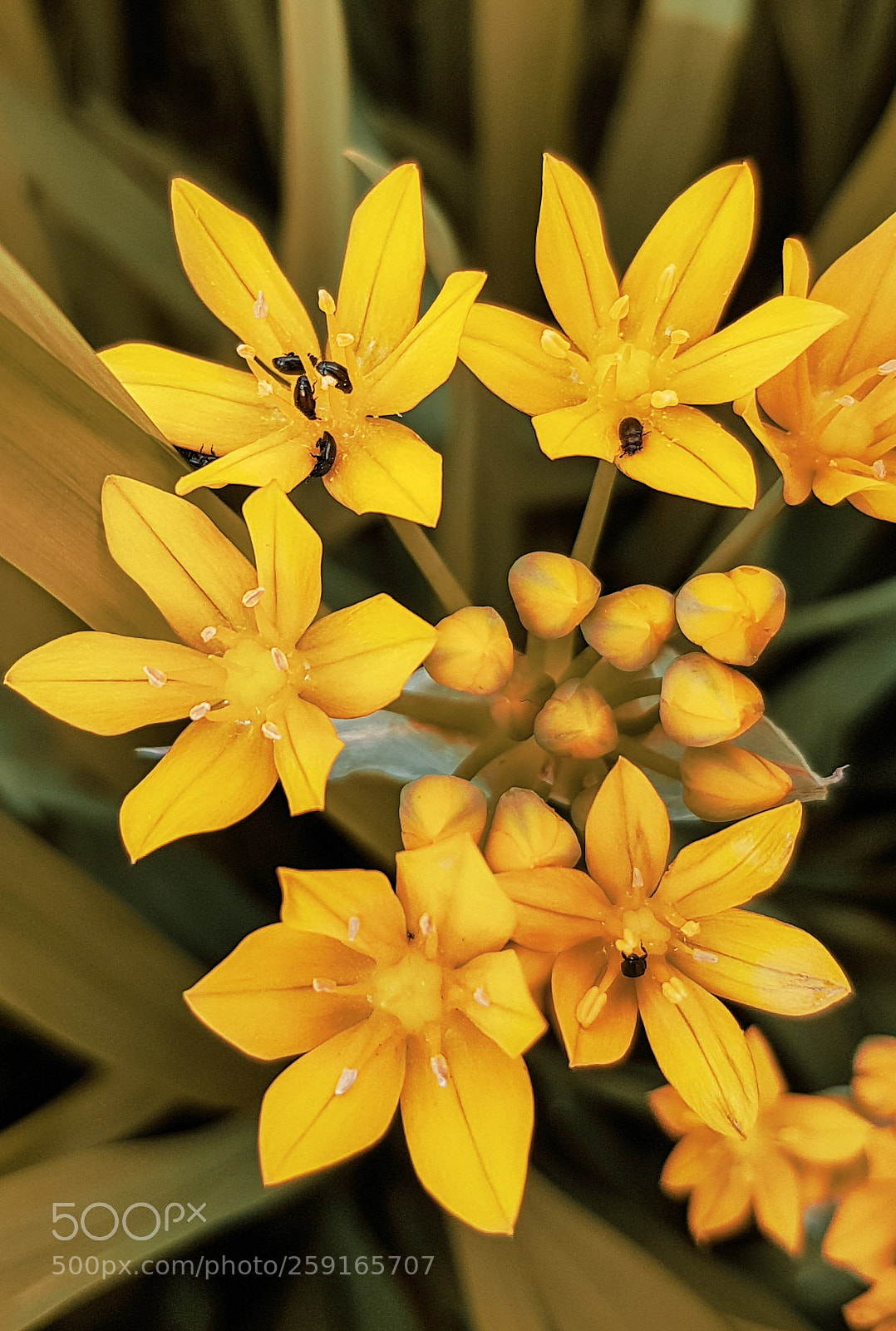 Samsung Galaxy S8 sample photo. Orange flowers photography