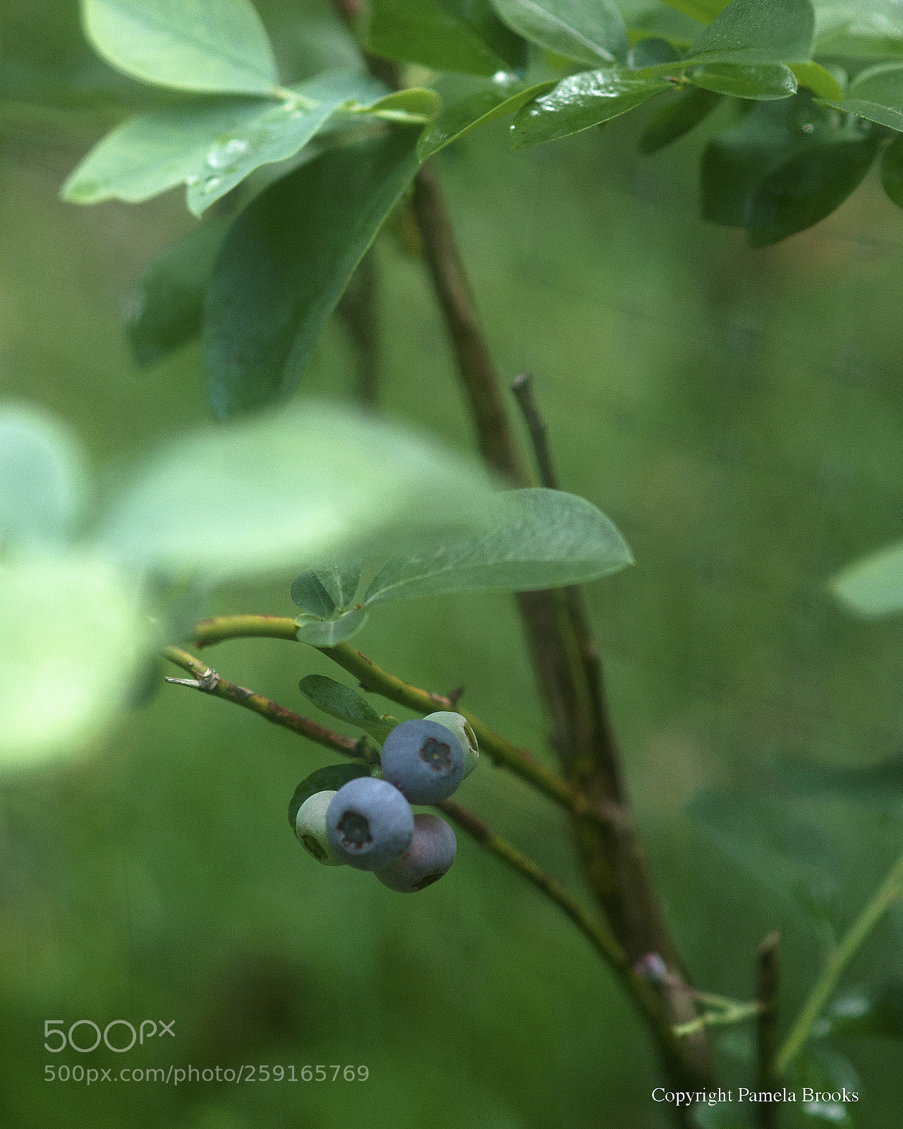 Nikon D90 sample photo. Ripe photography