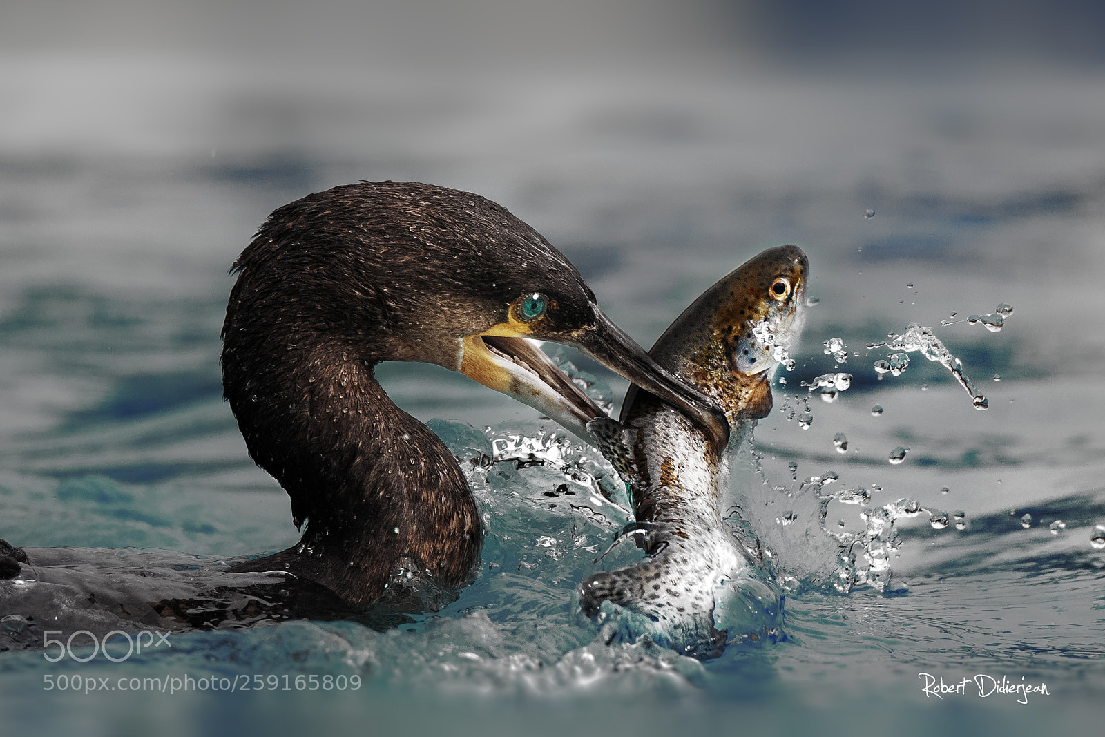 Nikon D810 sample photo. Good fishing photography