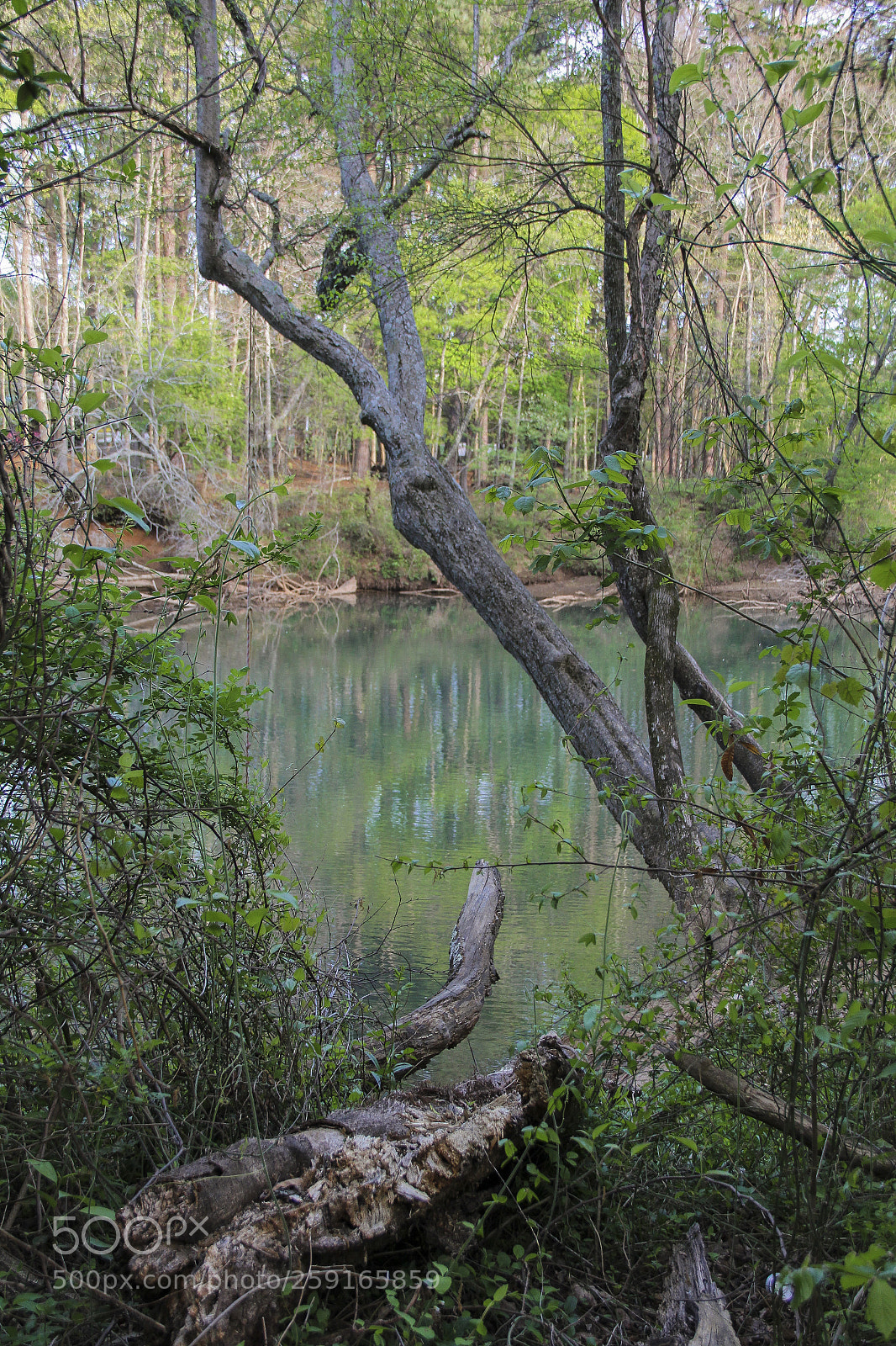 Canon EOS 60D sample photo. Greenery photography